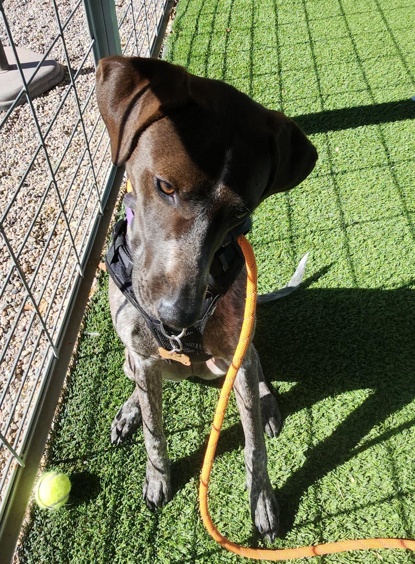 Enlarge Cece, an adopted German Shorthaired Pointer in El Paso, TX image 4/5