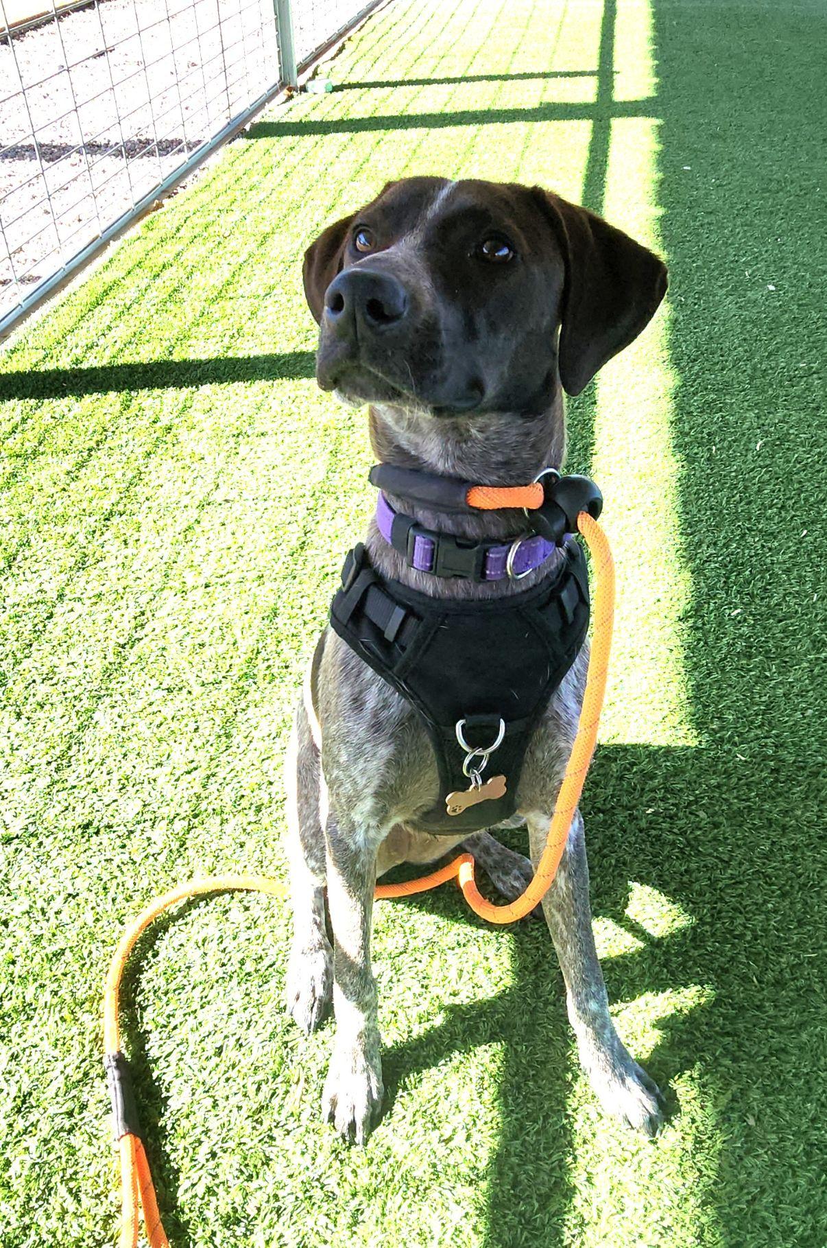 Enlarge Cece, an adopted German Shorthaired Pointer in El Paso, TX image 1/5