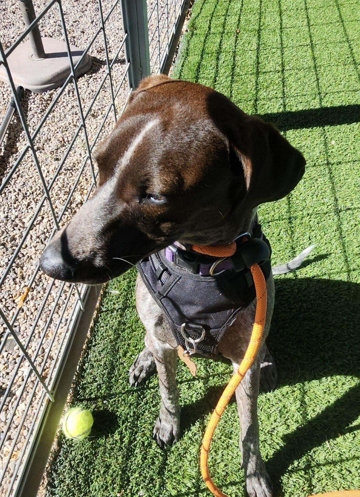 Enlarge Cece, an adopted German Shorthaired Pointer in El Paso, TX image 5/5