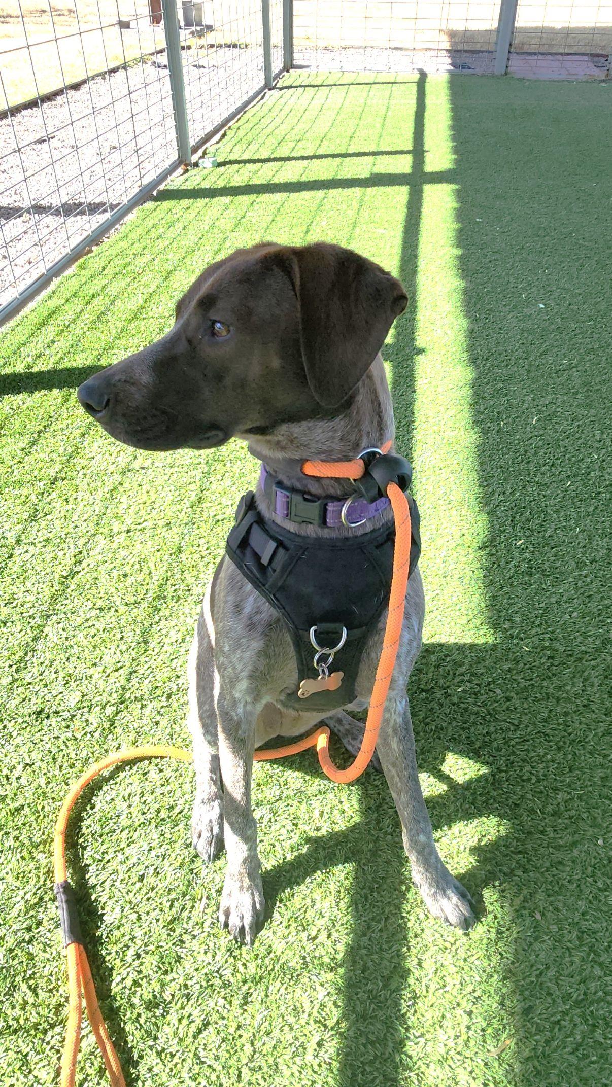 Enlarge Cece, an adopted German Shorthaired Pointer in El Paso, TX image 2/5