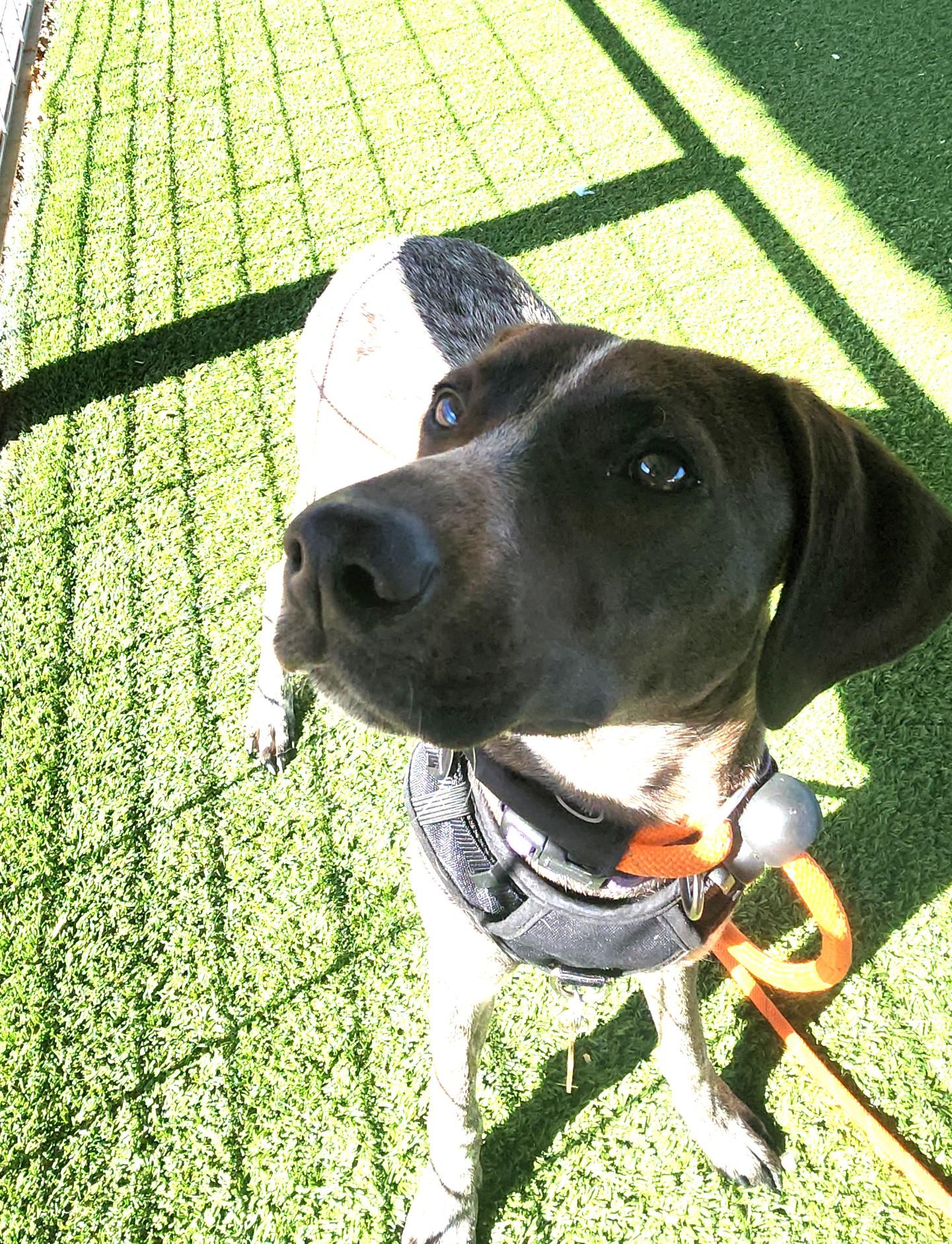 Enlarge Cece, an adopted German Shorthaired Pointer in El Paso, TX image 3/5