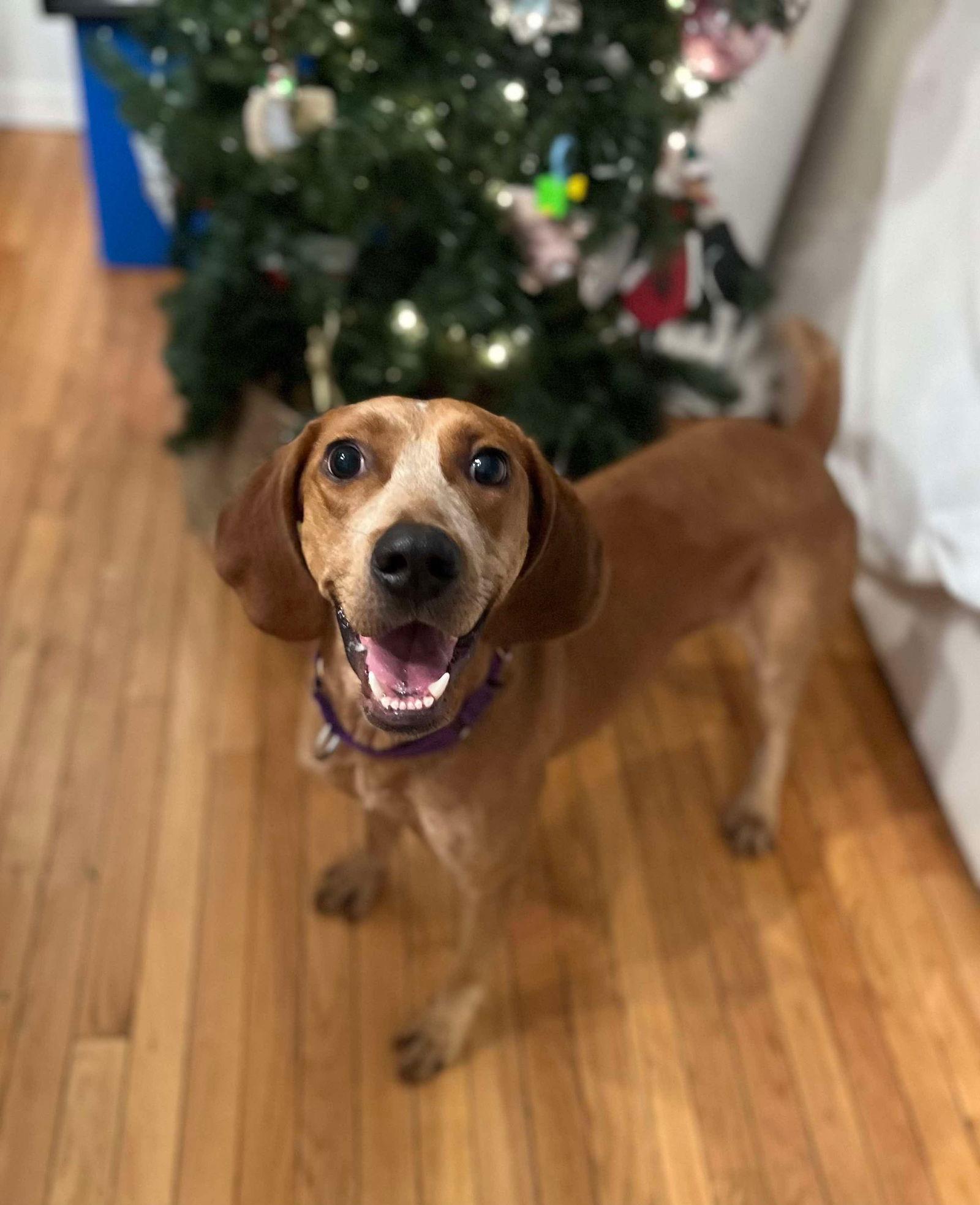 Gordon, Adoptable, Young Male Redbone Coonhound.