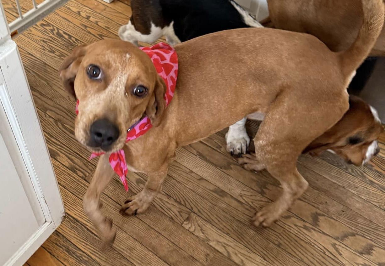 Enlarge Gordon, a Adoptable Redbone Coonhound in Pomfret Center, CT image 2/3