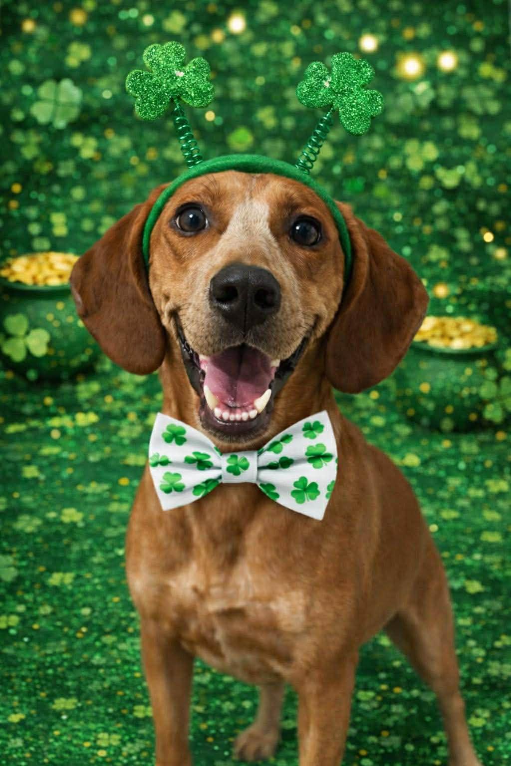 Gordon, a Adoptable Redbone Coonhound in Pomfret Center, CT image 1/3