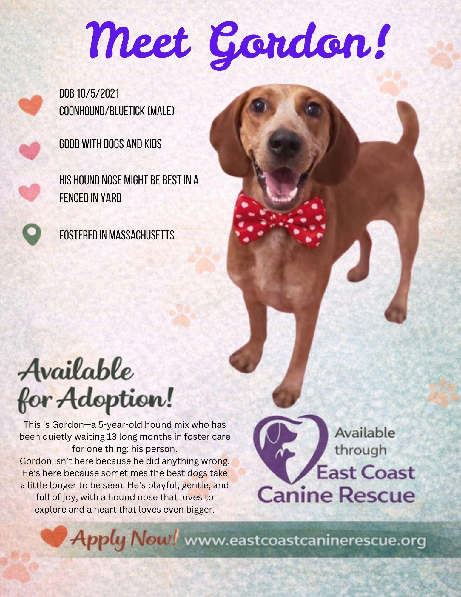 Gordon, a Adoptable Redbone Coonhound in Pomfret Center, CT image 3/3