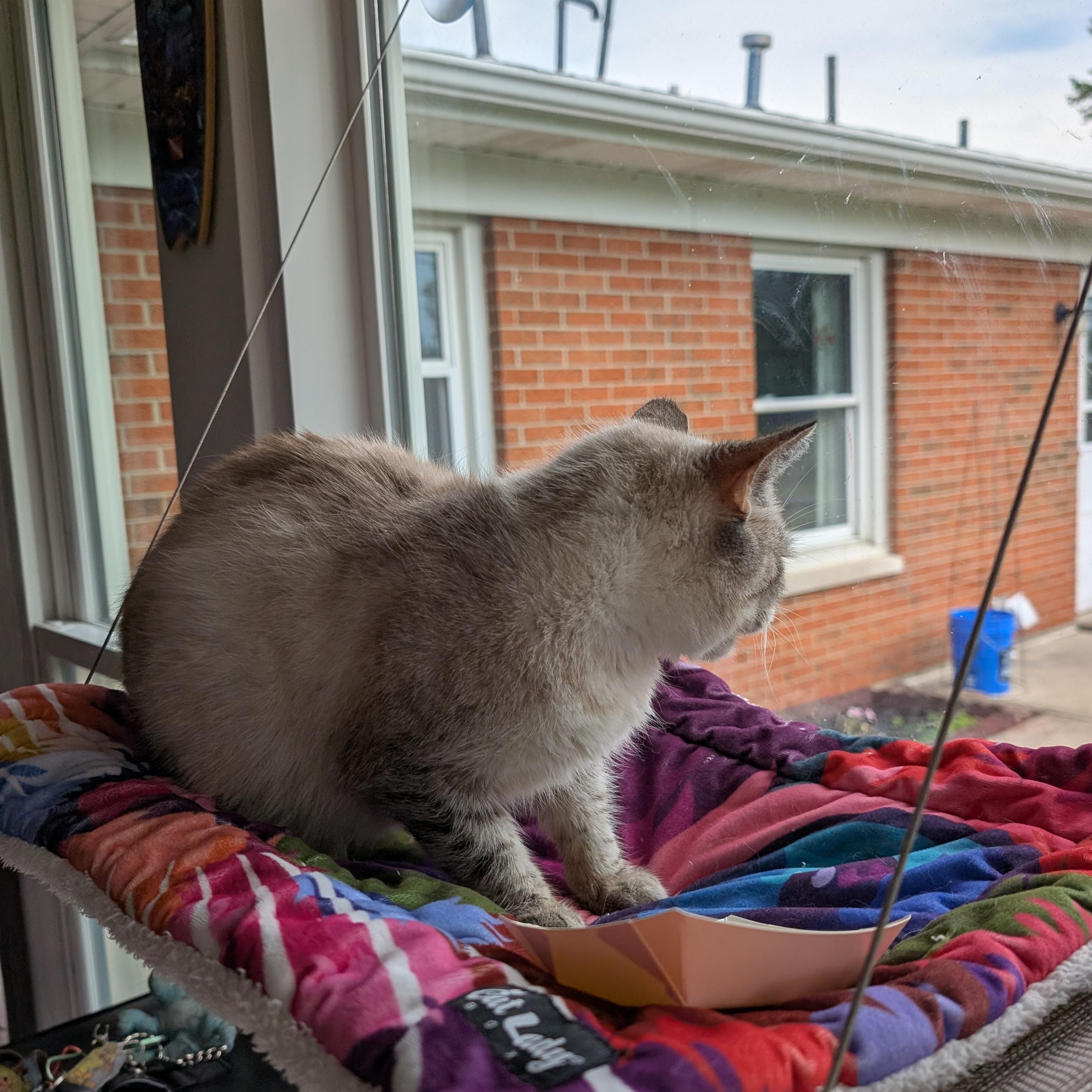 Enlarge Fiona, a Adoptable Siamese in Quincy, OH image 4/4