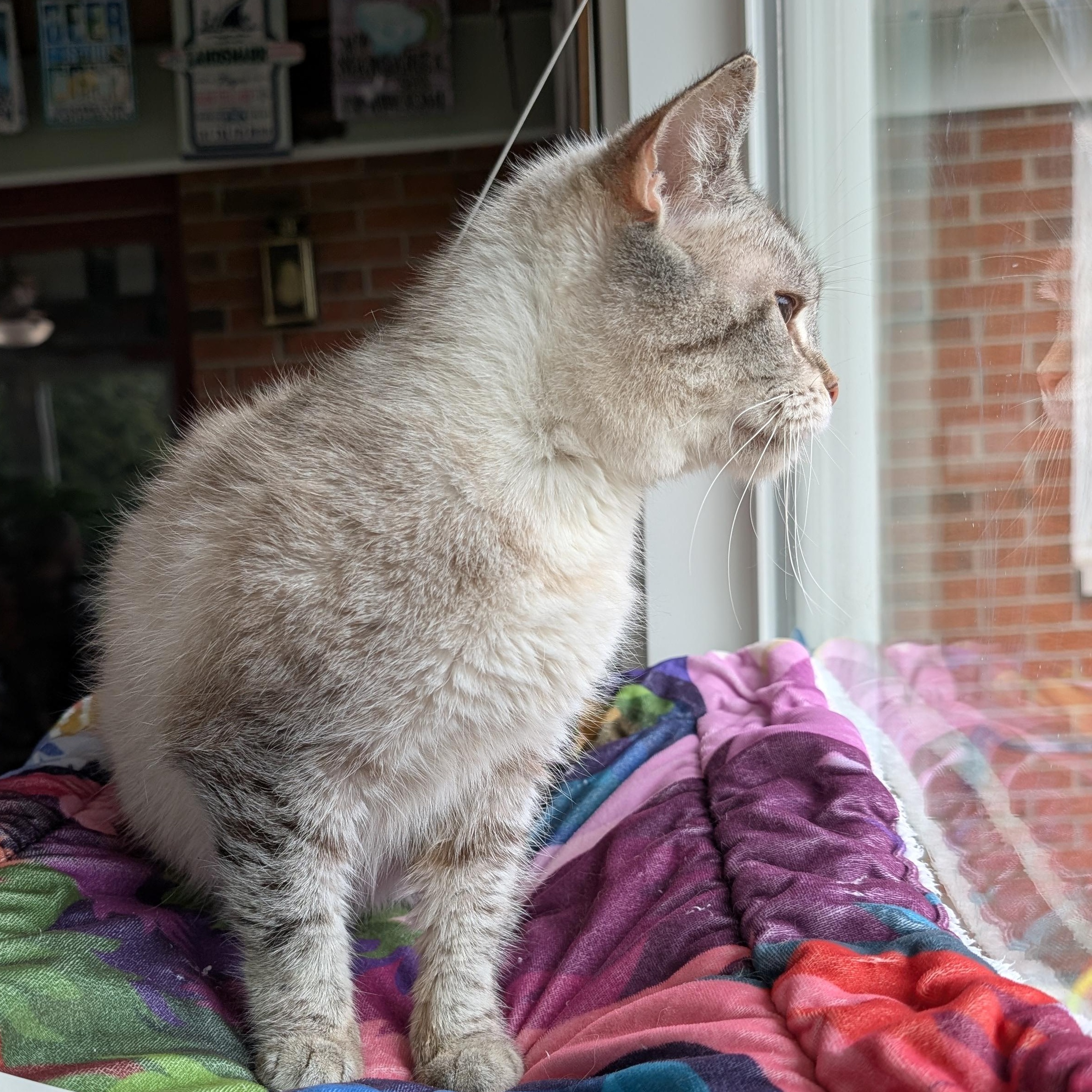 Enlarge Fiona, a Adoptable Siamese in Quincy, OH image 2/4
