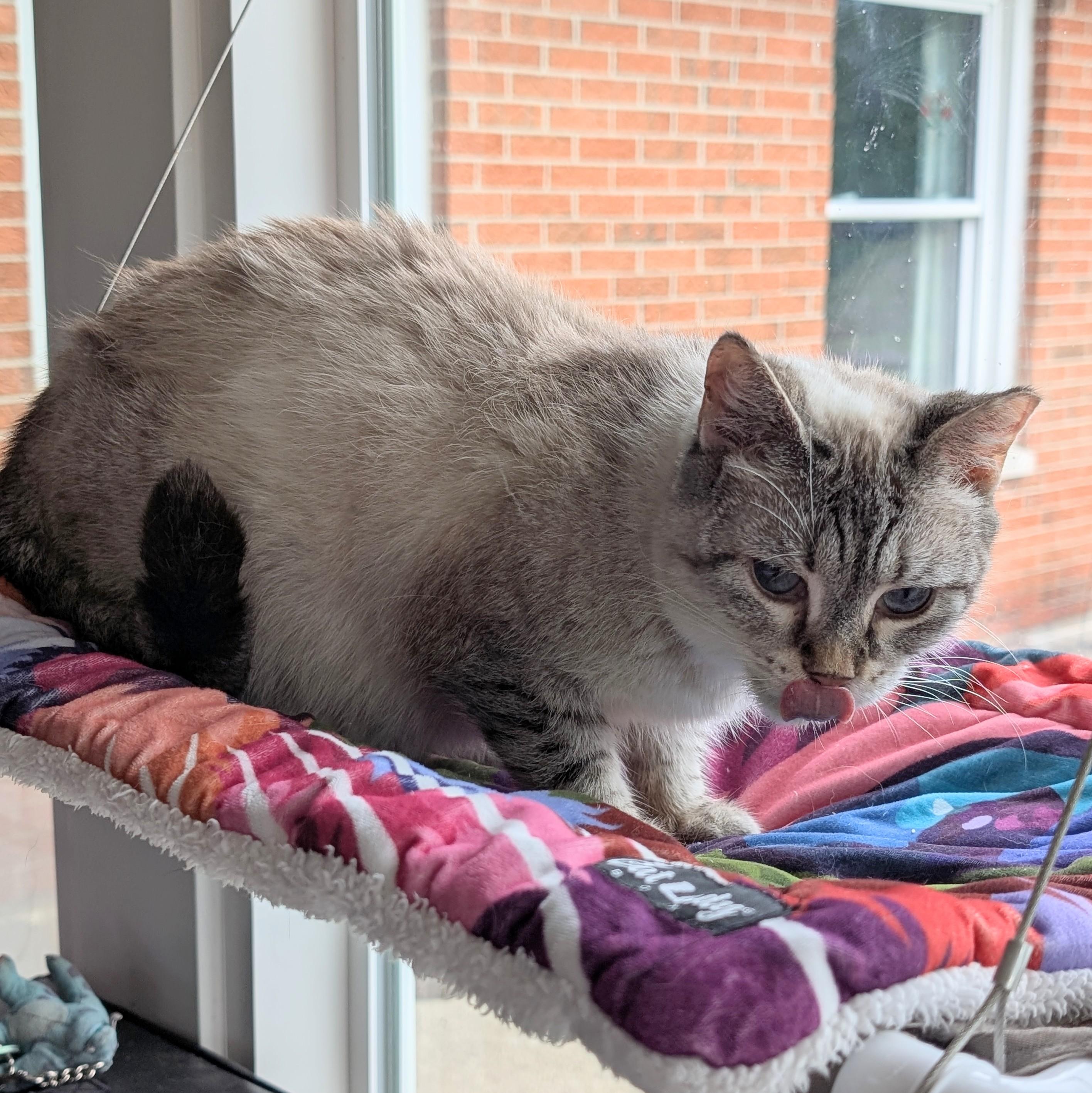 Enlarge Fiona, a Adoptable Siamese in Quincy, OH image 3/4