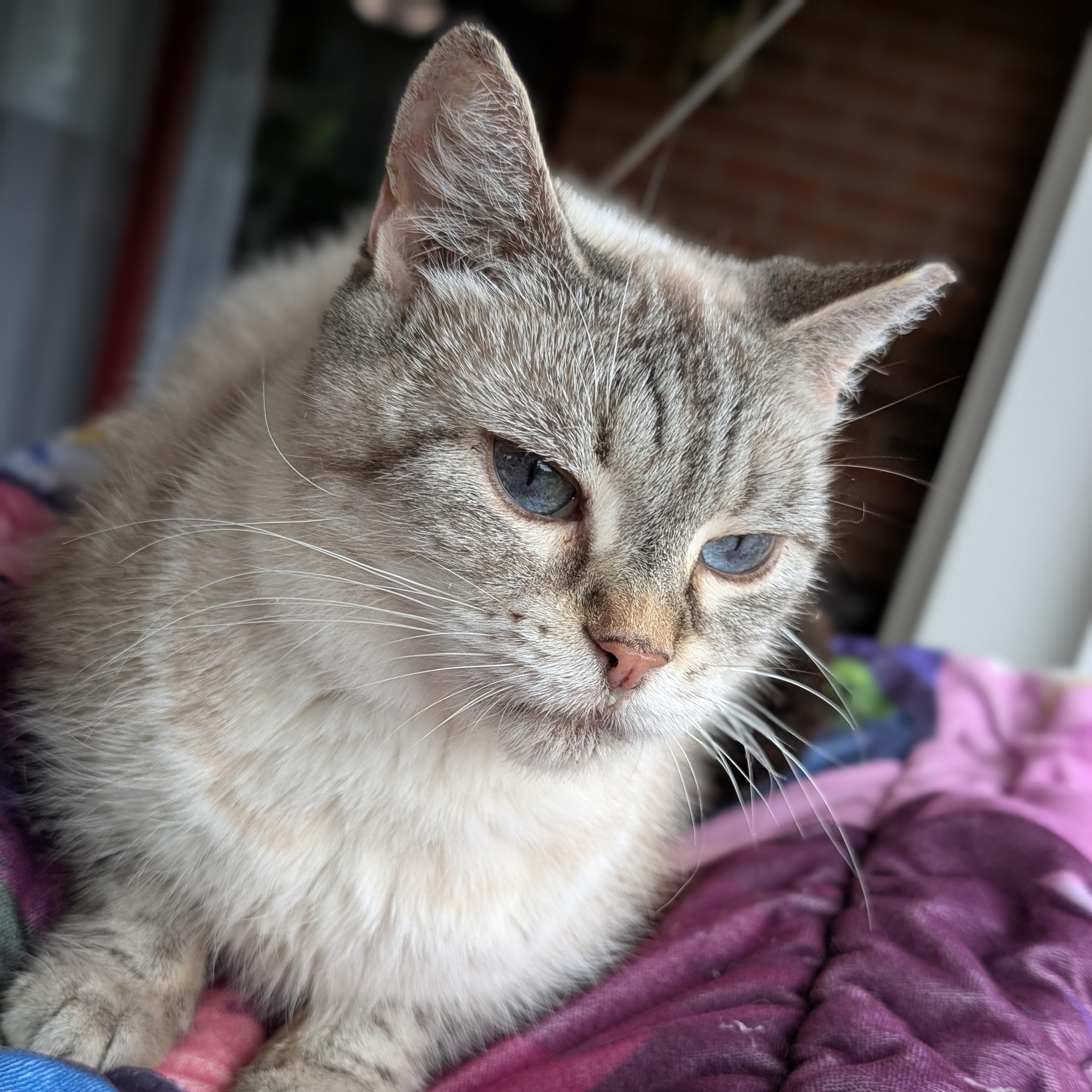 Fiona, Adoptable, Adult Female Siamese.