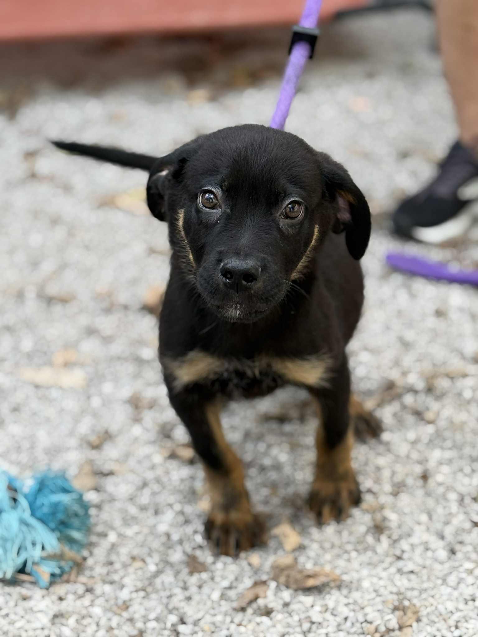 Enlarge Curly (in a FOSTER home), a Adoptable mixed breed in Springfield, IL image 1/1