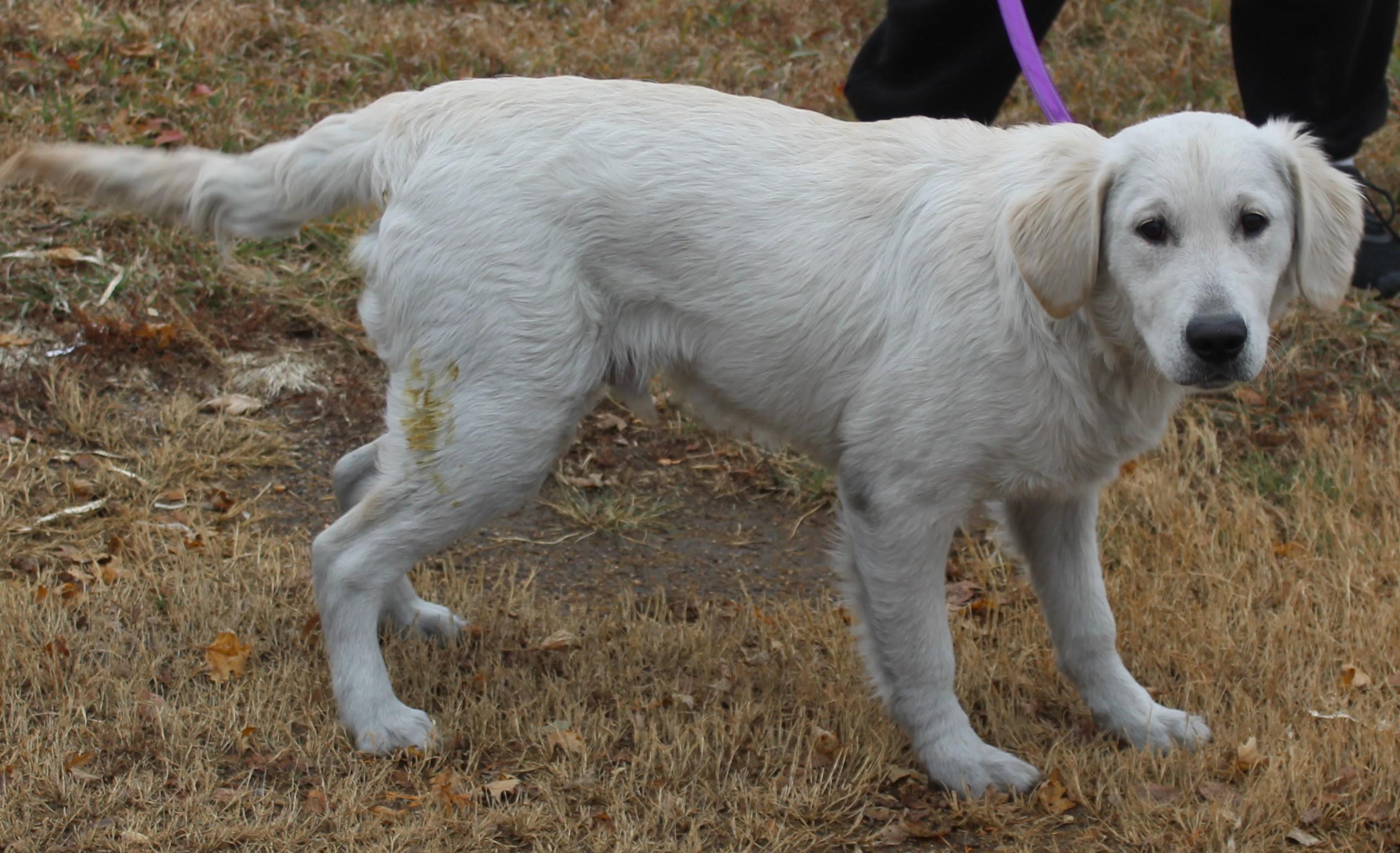 Dim Sum, adoptable, Young Male Golden Retriever.