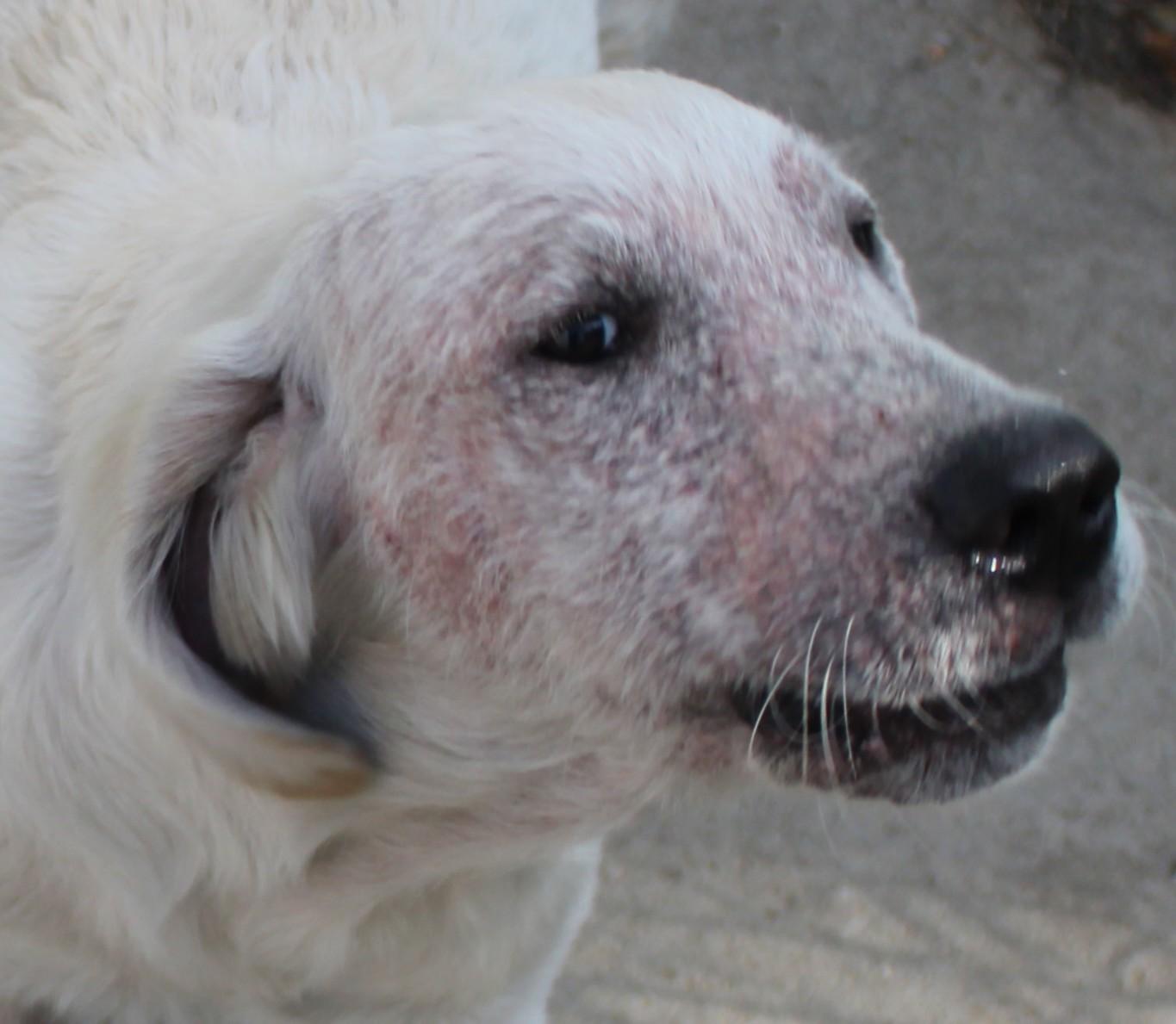 Dim Sum, an adoptable Golden Retriever in Huron, SD, 57350 | Photo Image 2