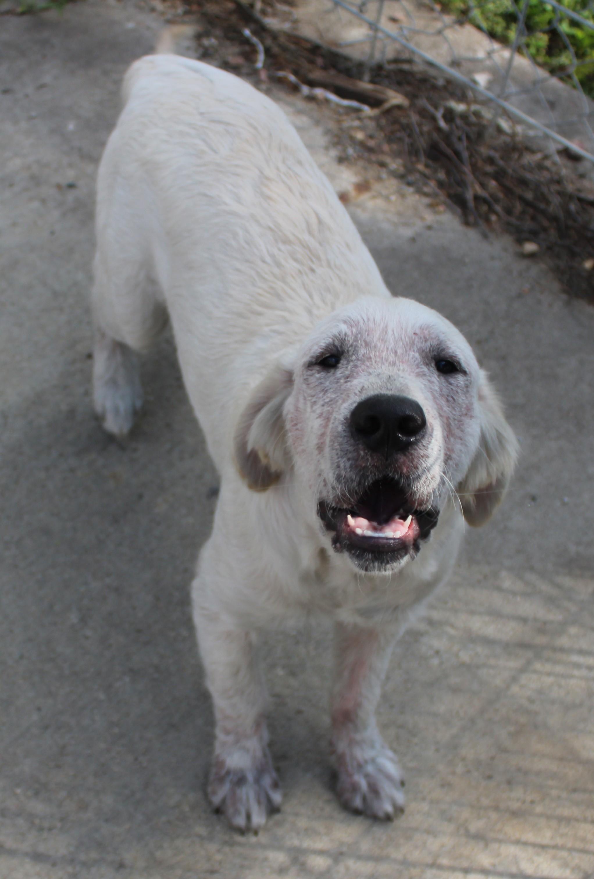 Dim Sum, an adoptable Golden Retriever in Huron, SD, 57350 | Photo Image 4