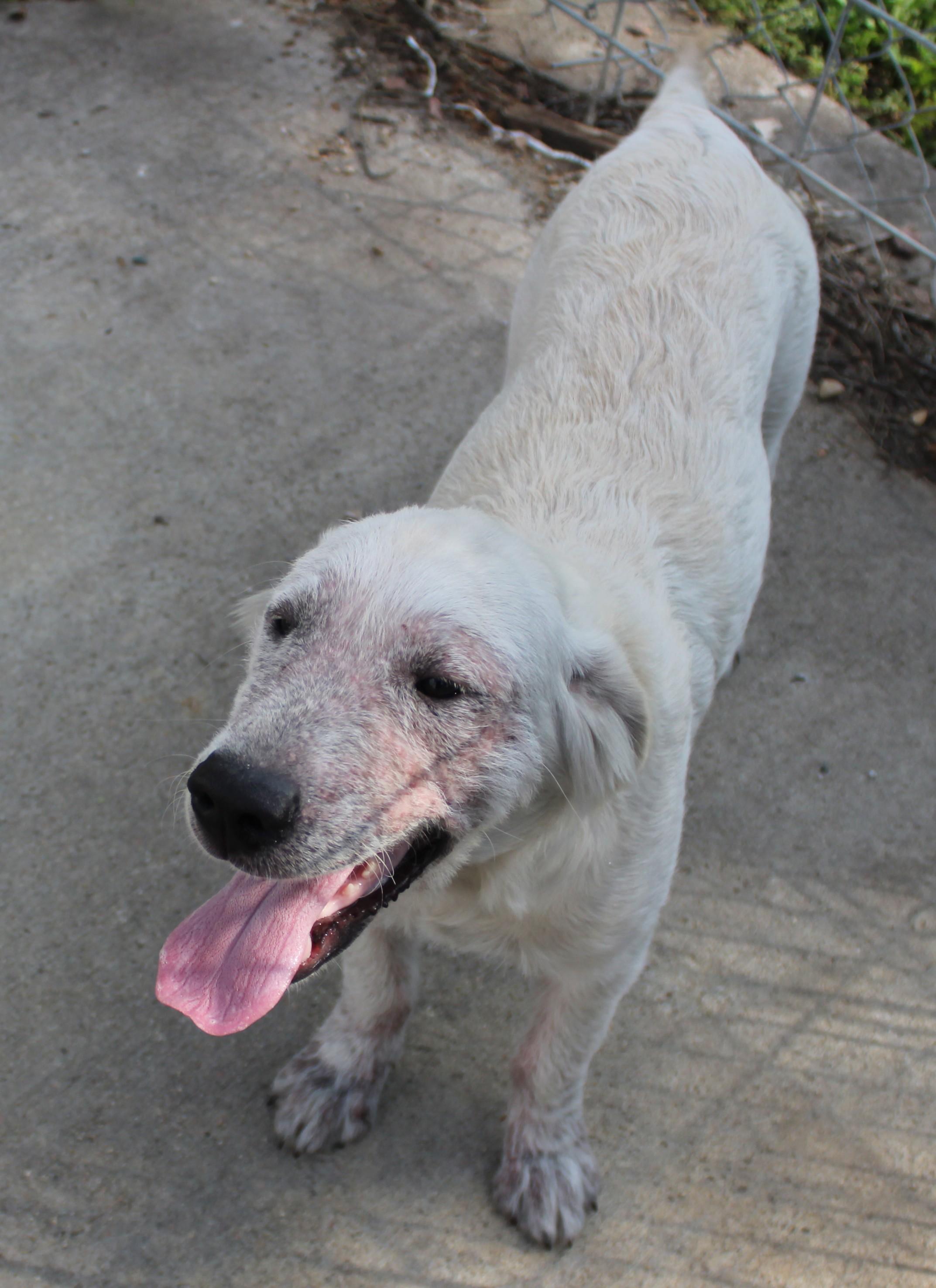 Dim Sum, an adoptable Golden Retriever in Huron, SD, 57350 | Photo Image 1