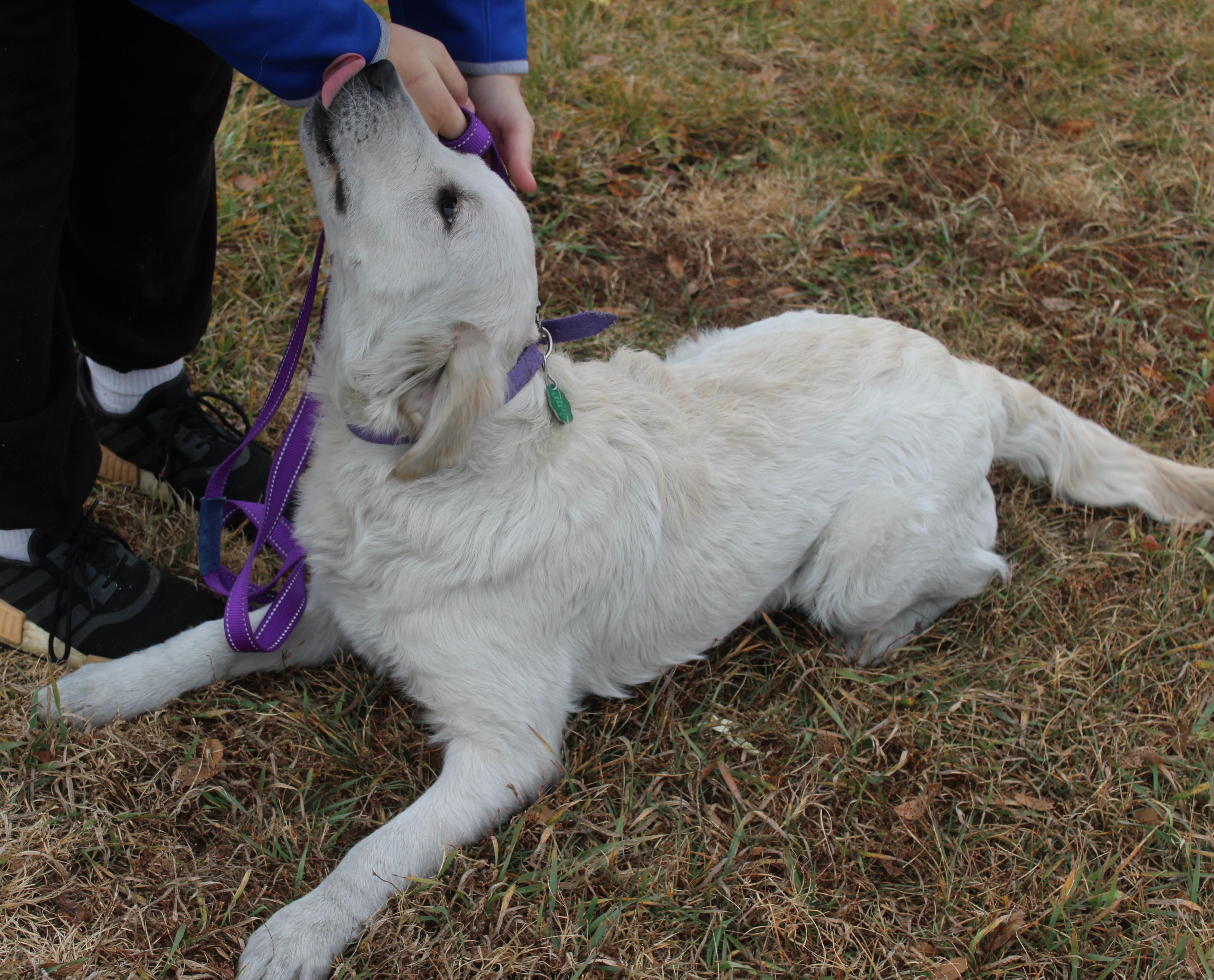 Enlarge Dim Sum, an adoptable mixed breed in Huron, SD image 3/5