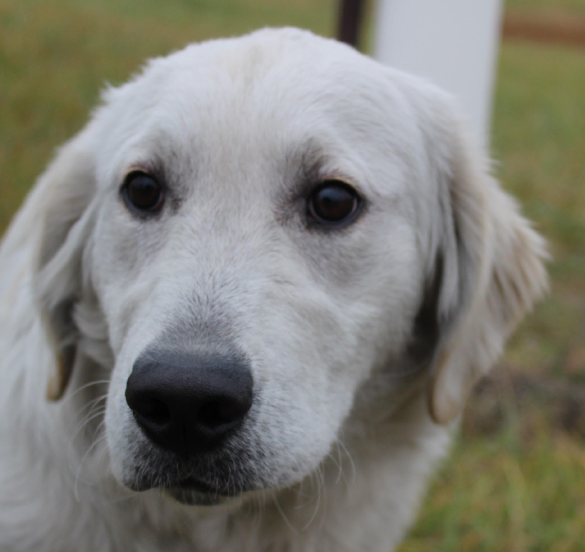 Enlarge Dim Sum, an adoptable mixed breed in Huron, SD image 4/5