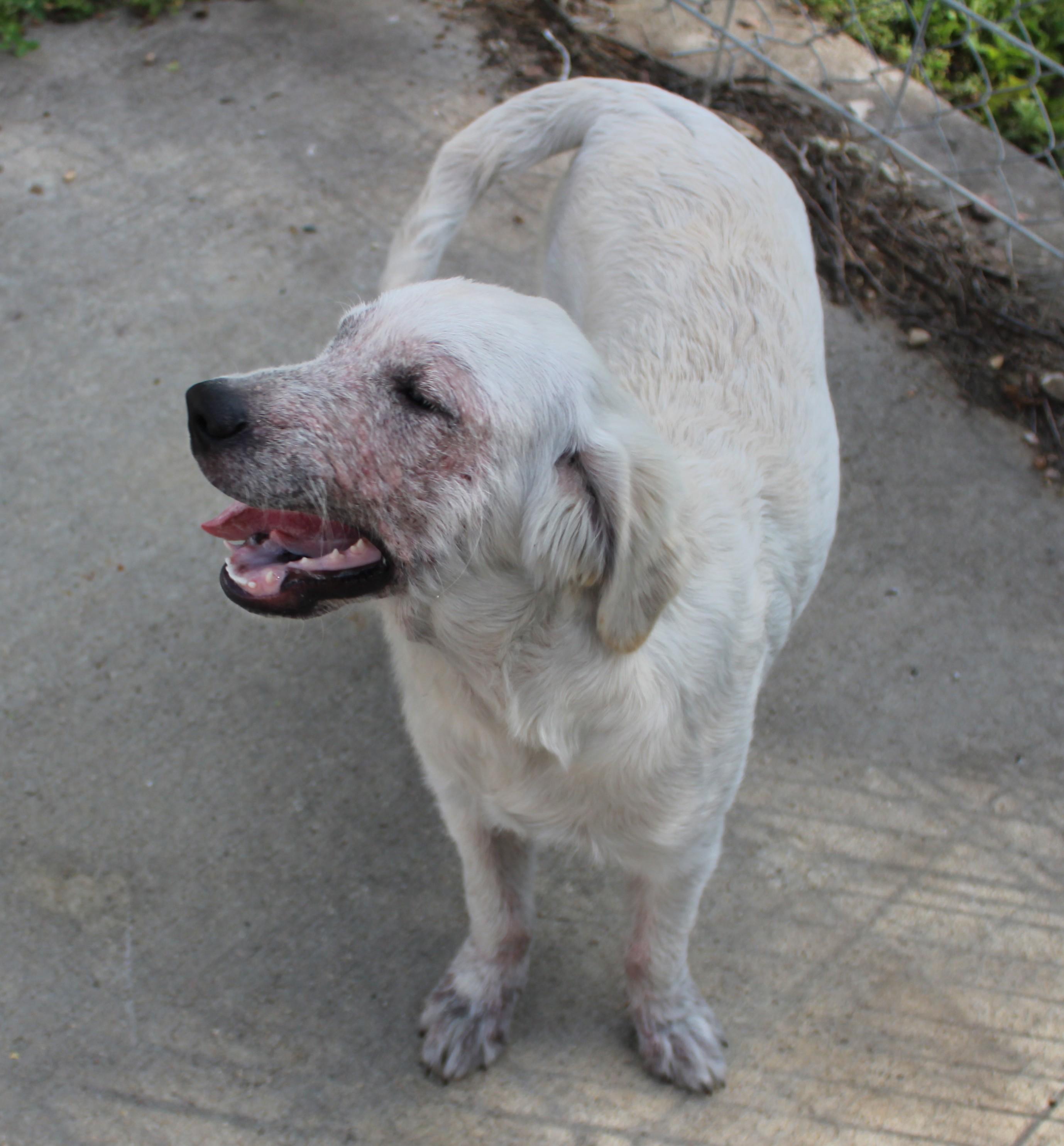 Dim Sum, an adoptable Golden Retriever in Huron, SD, 57350 | Photo Image 3