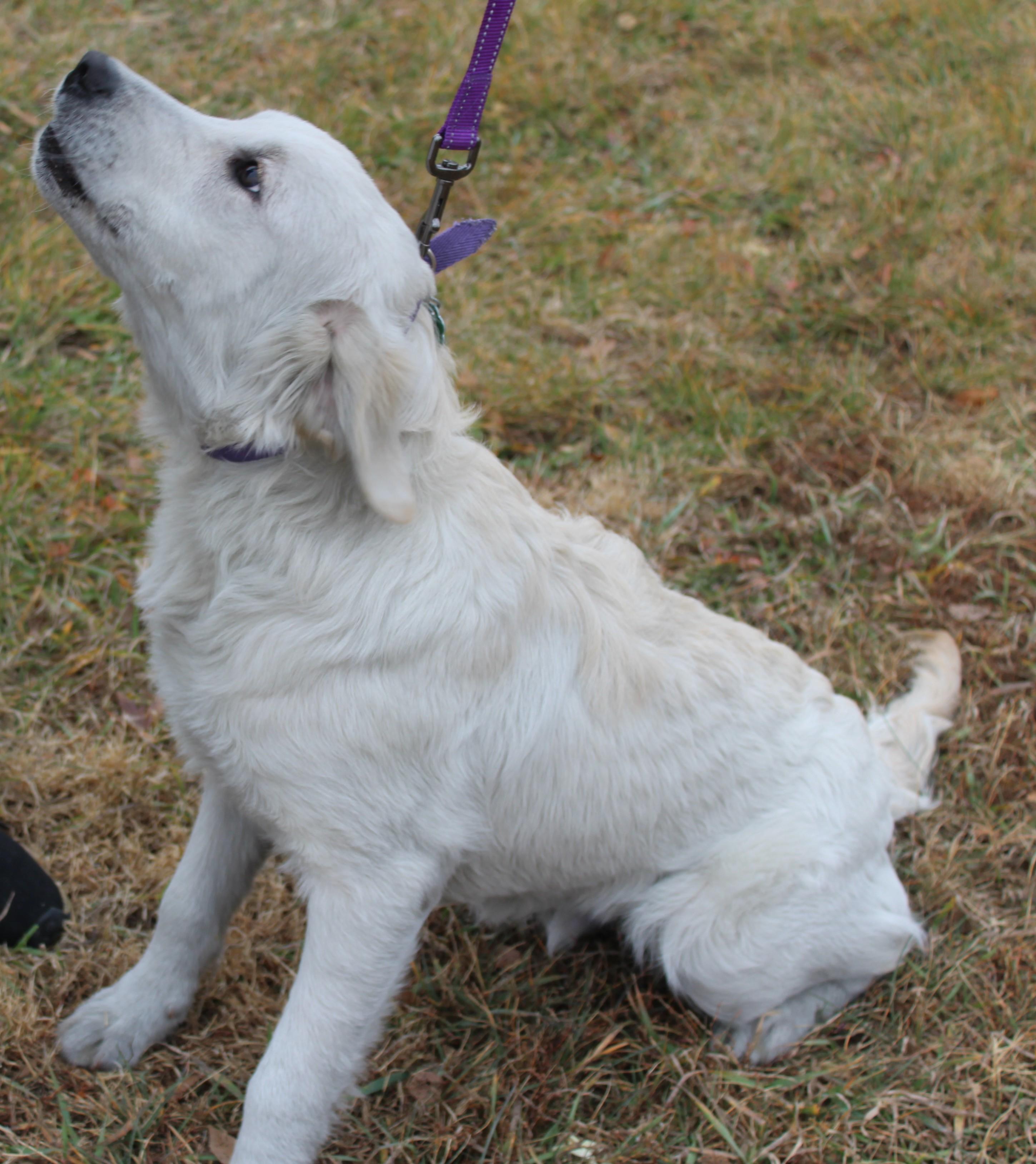 Enlarge Dim Sum, an adoptable mixed breed in Huron, SD image 5/5