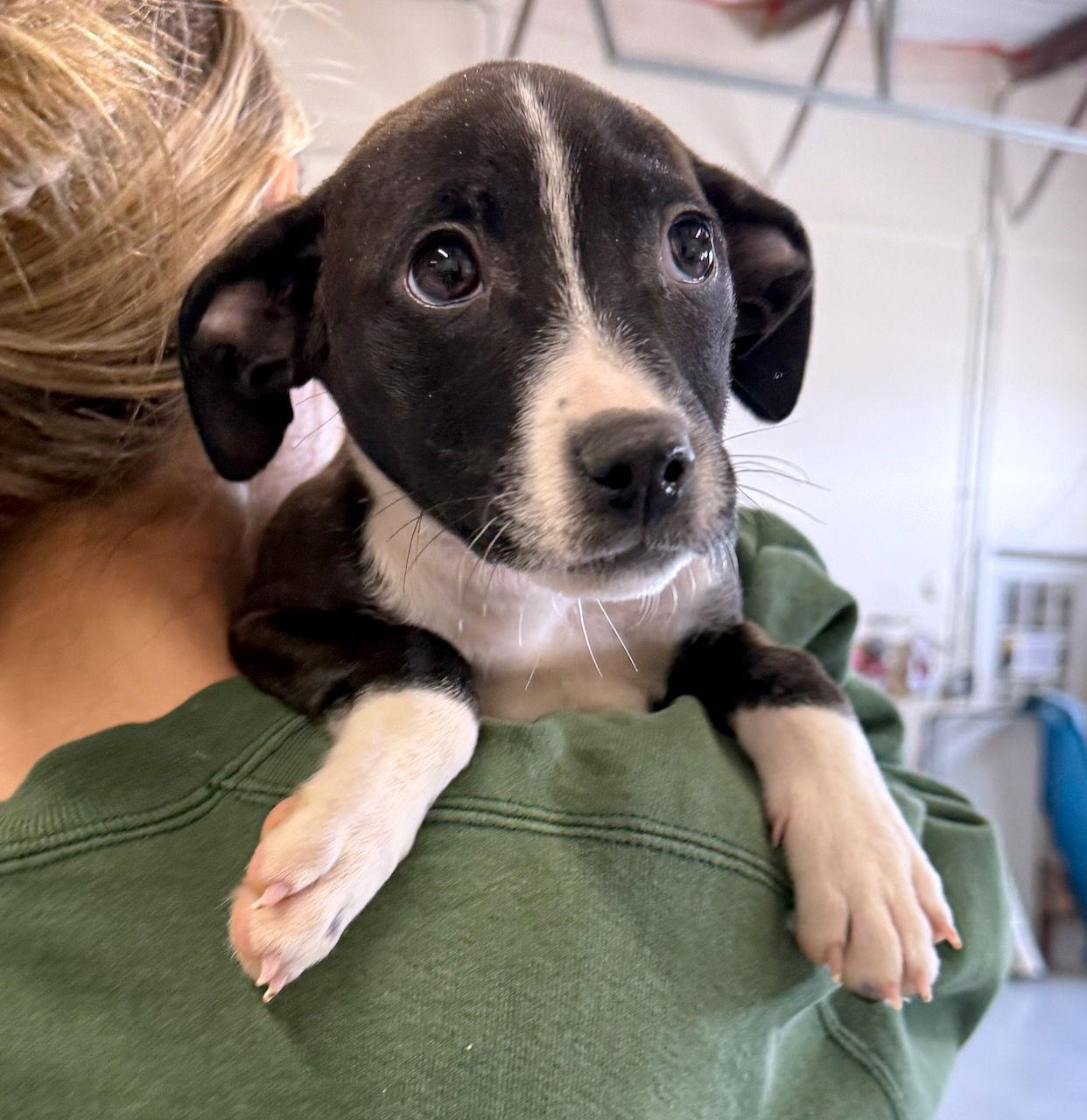 Zelda, a Adoptable mixed breed in GILBERTS, IL image 3/3