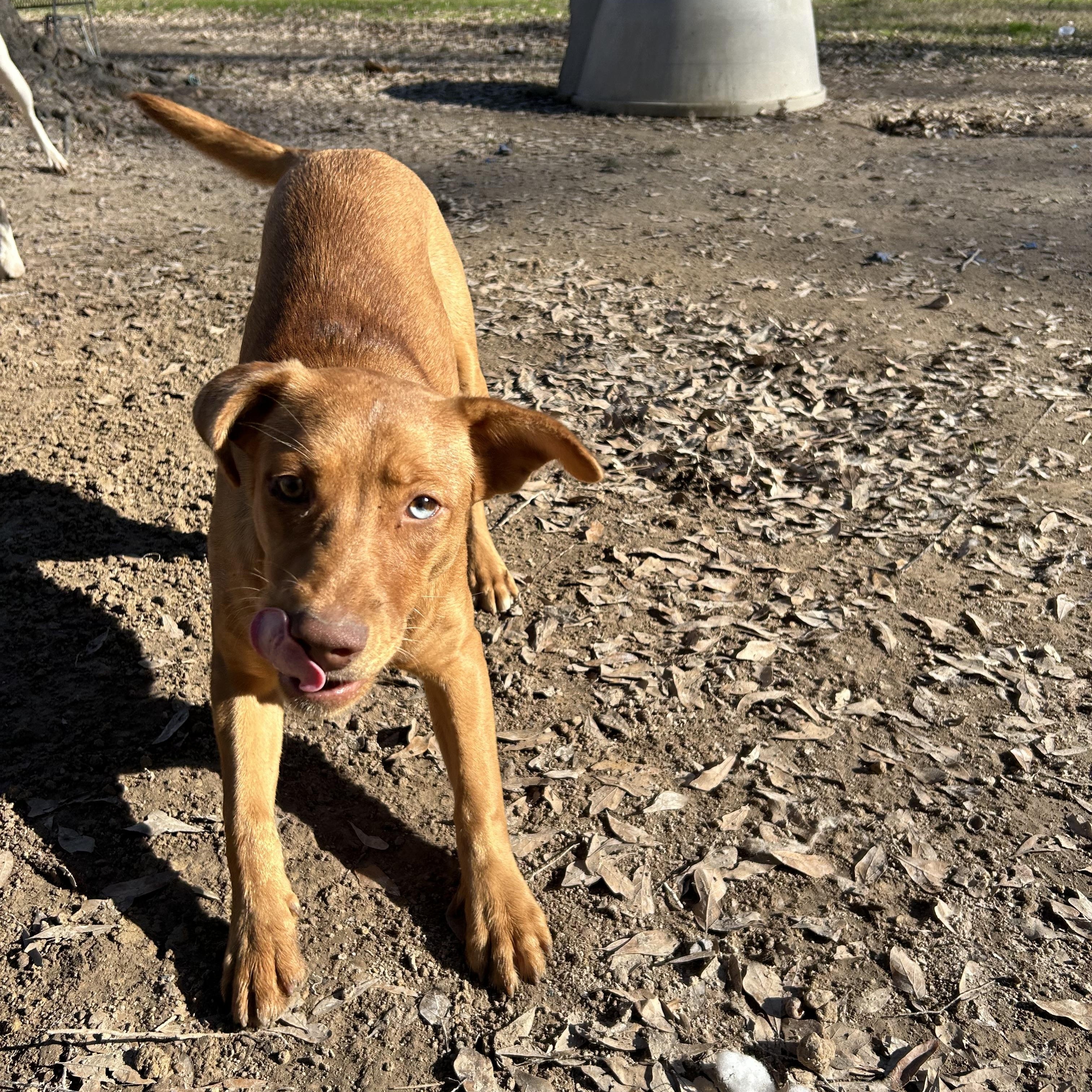Penny, Adoptable, Young Female Weimaraner.