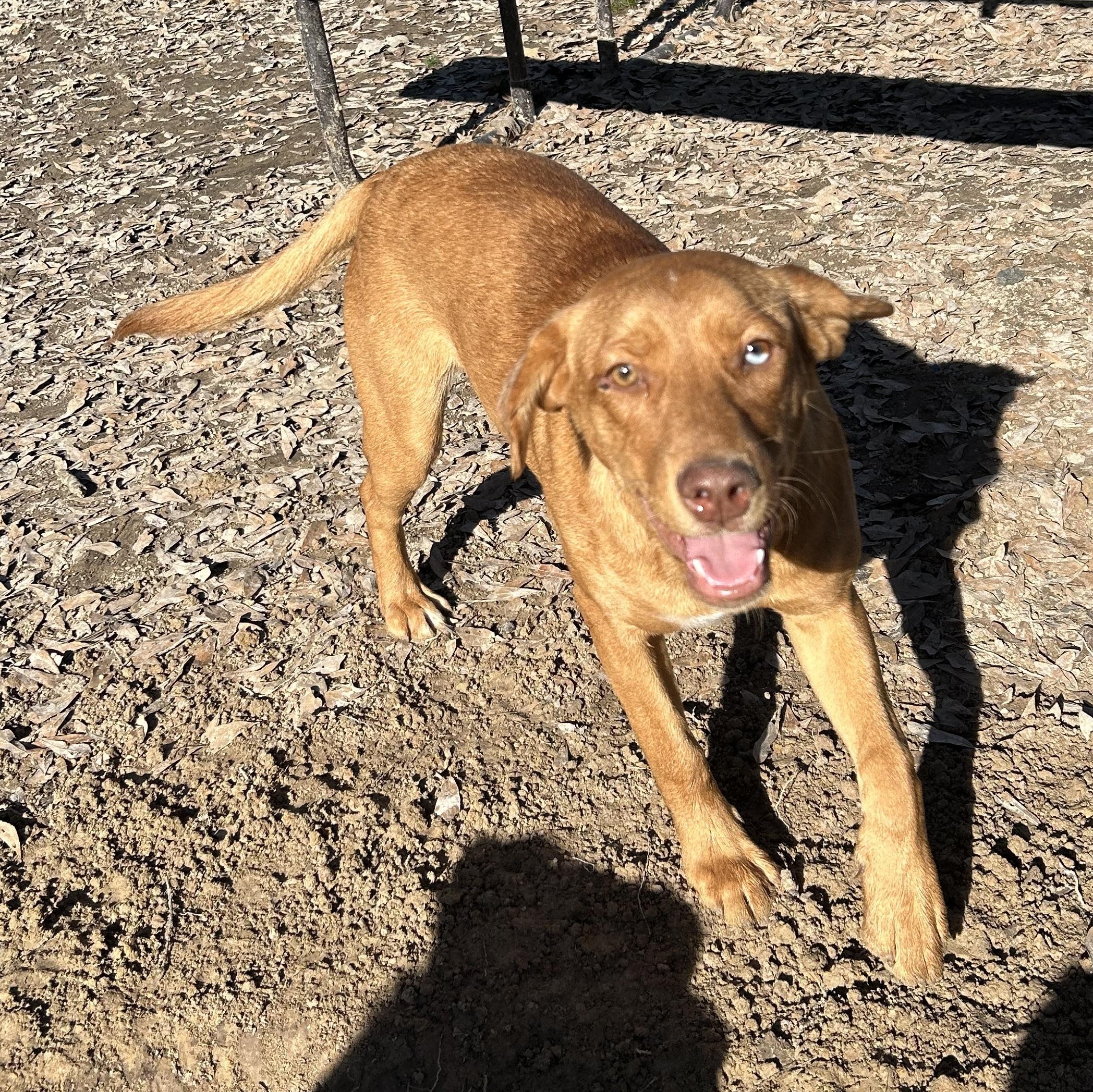 Enlarge Penny, a Adoptable mixed breed in Pine Bluff, AR image 4/4