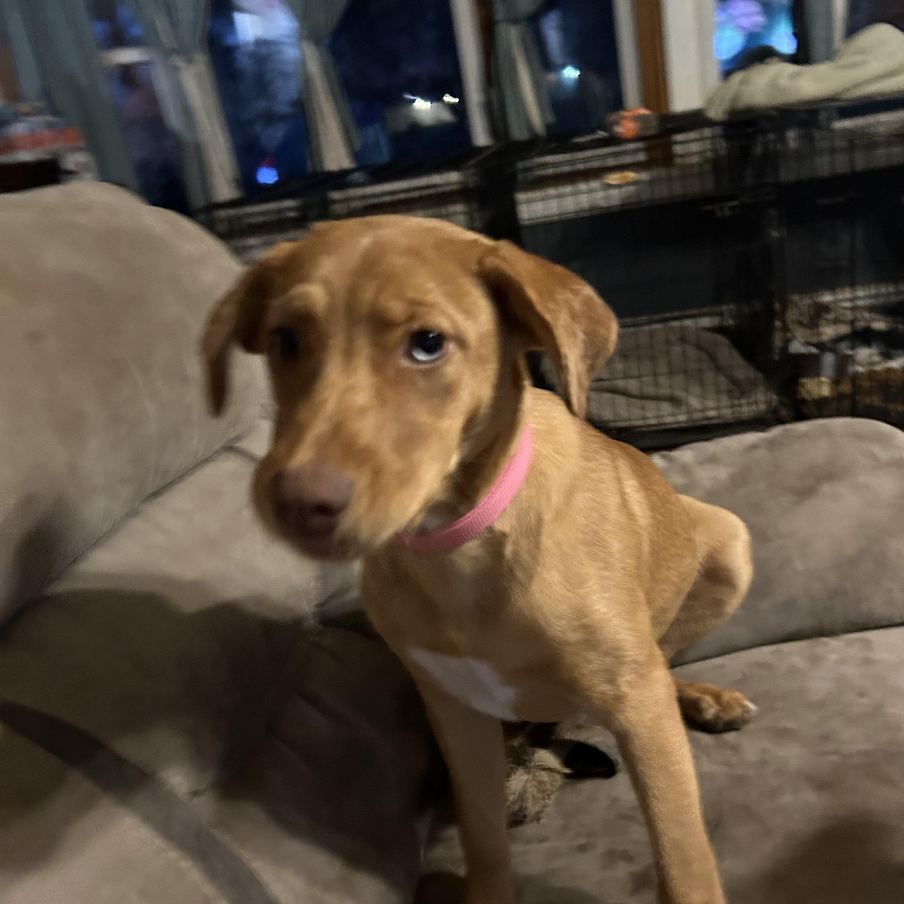 Enlarge Penny, a Adoptable mixed breed in Pine Bluff, AR image 3/4