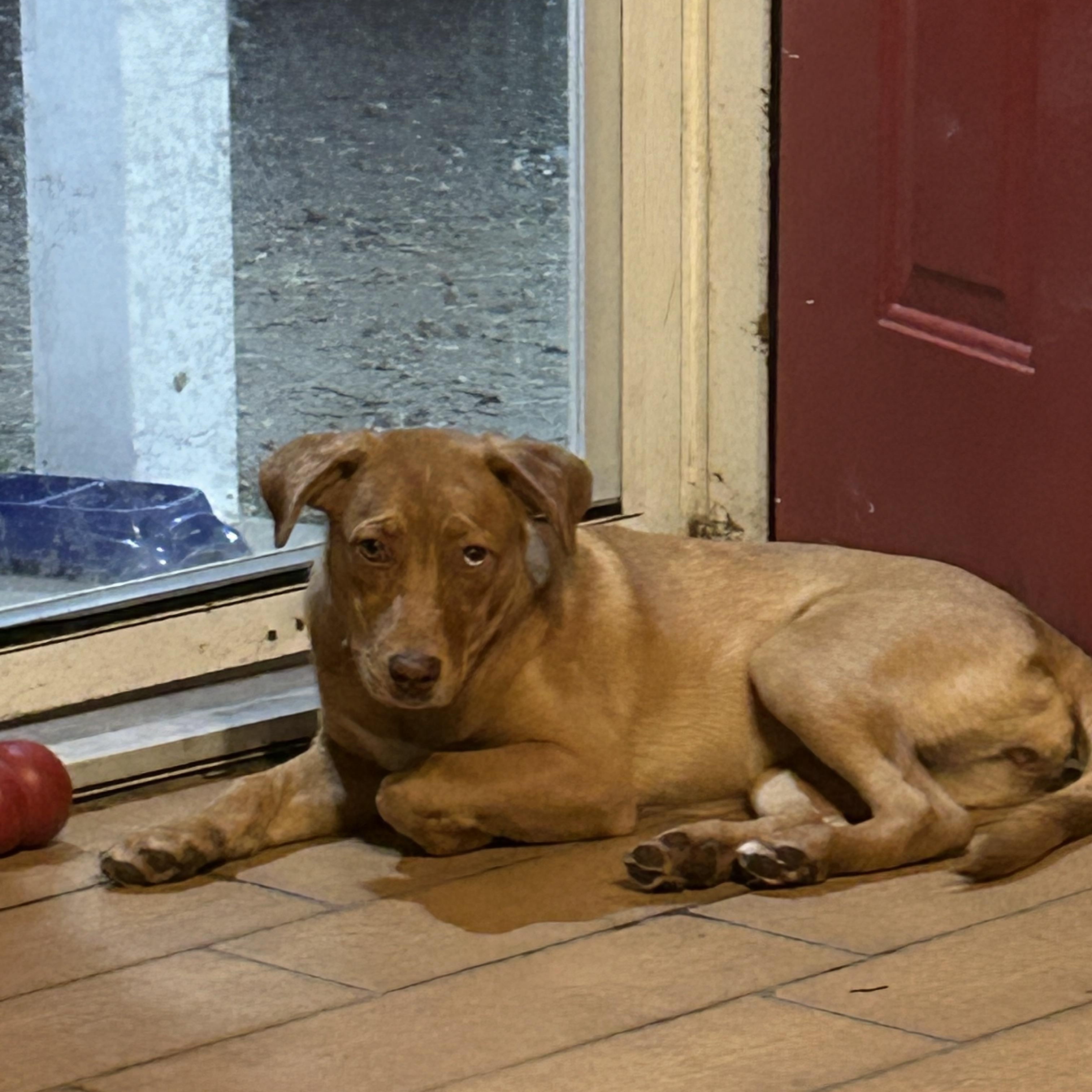 Enlarge Penny, a Adoptable mixed breed in Pine Bluff, AR image 2/4