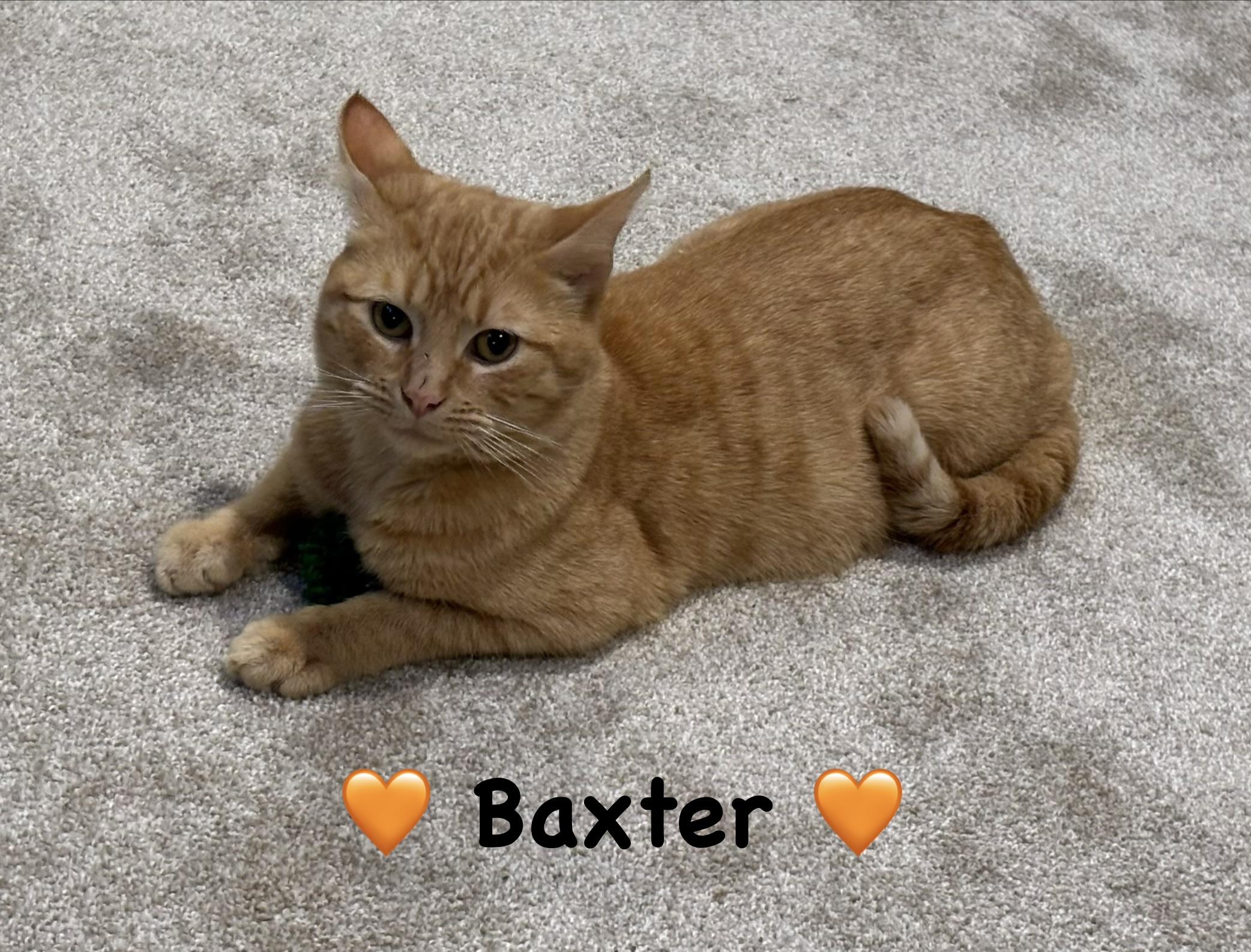 Baxter, ADOPTABLE, Young Male Tabby.