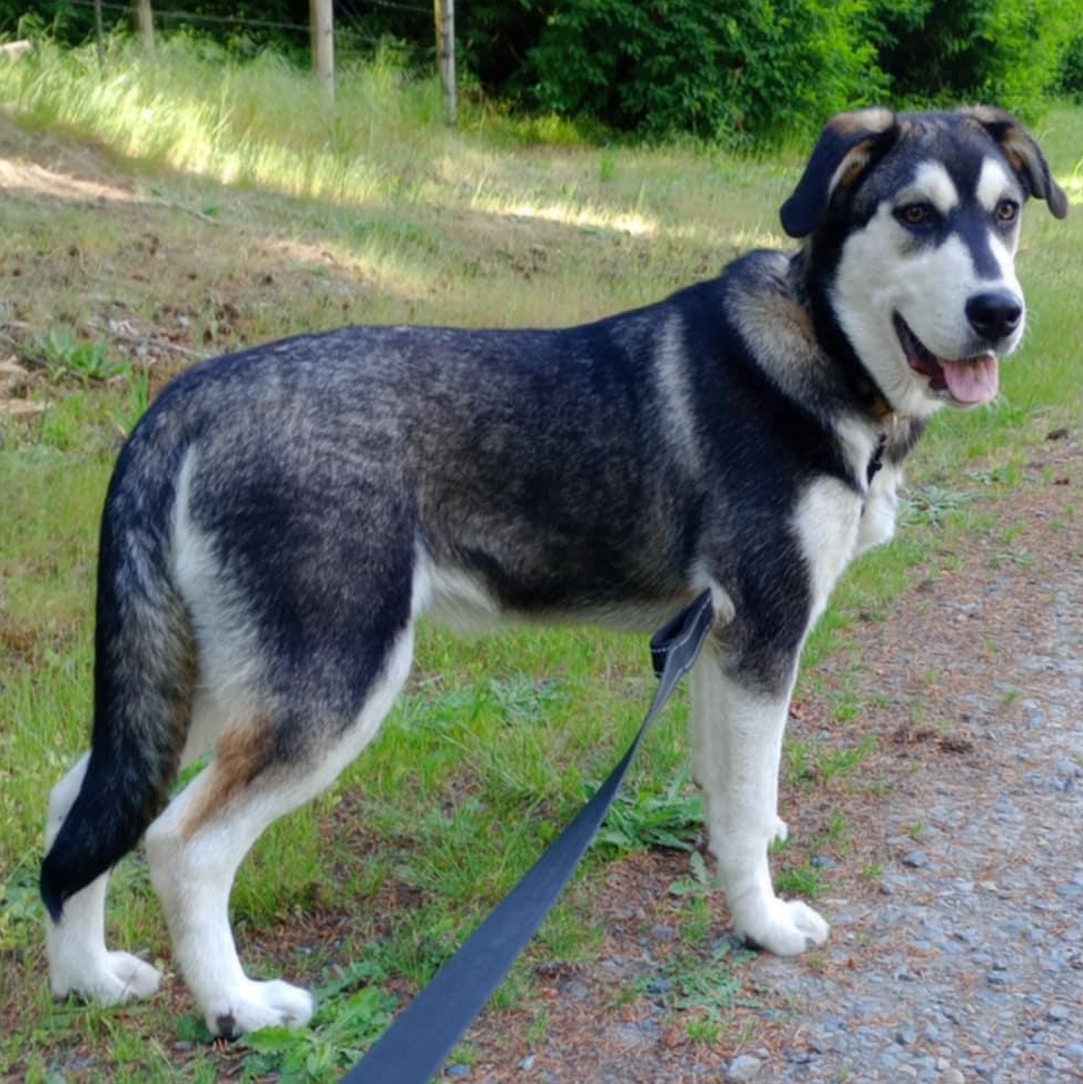 Enlarge Archer, a Adoptable mixed breed in Rochester, WA image 4/6