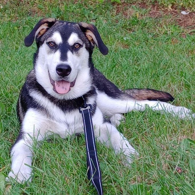 Enlarge Archer, a Adoptable mixed breed in Rochester, WA image 2/6