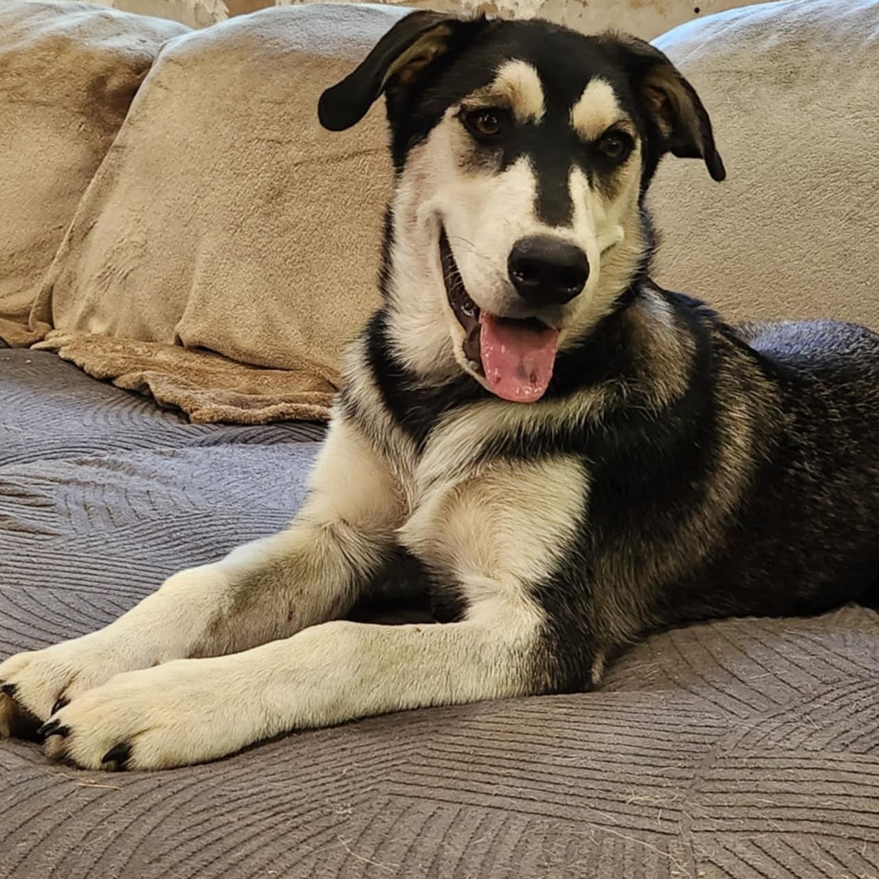 Enlarge Archer, a Adoptable mixed breed in Rochester, WA image 1/6