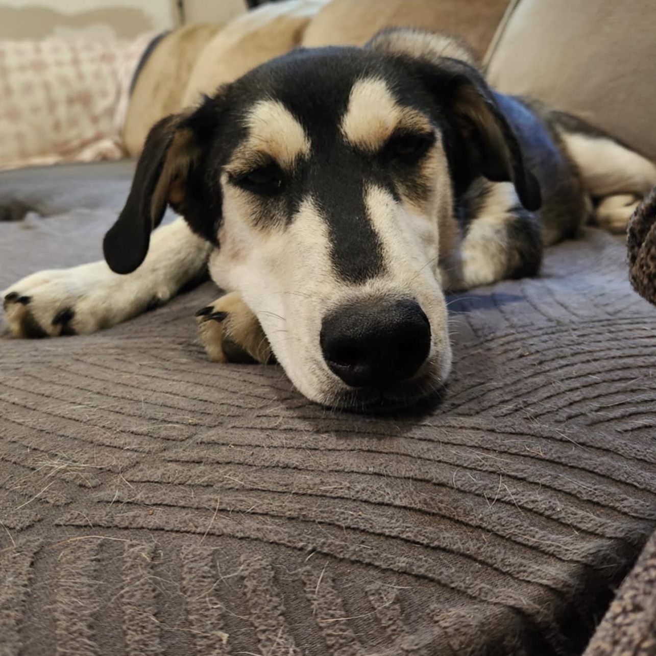 Enlarge Archer, a Adoptable mixed breed in Rochester, WA image 6/6