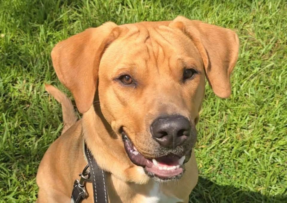 Milo-1/2 Off Adoption Fee Special!, Adoptable, Young Male Black Mouth Cur & Hound.