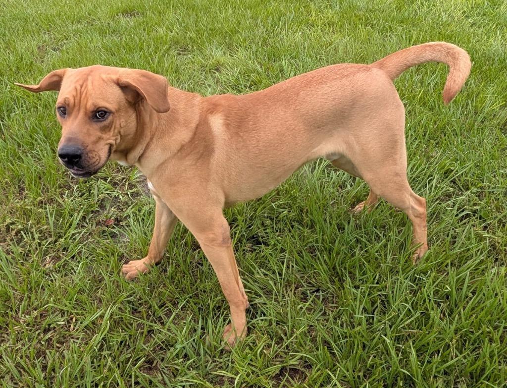 Enlarge Milo-1/2 Off Adoption Fee Special!, a Adoptable mixed breed in Fort Myers, FL image 2/6