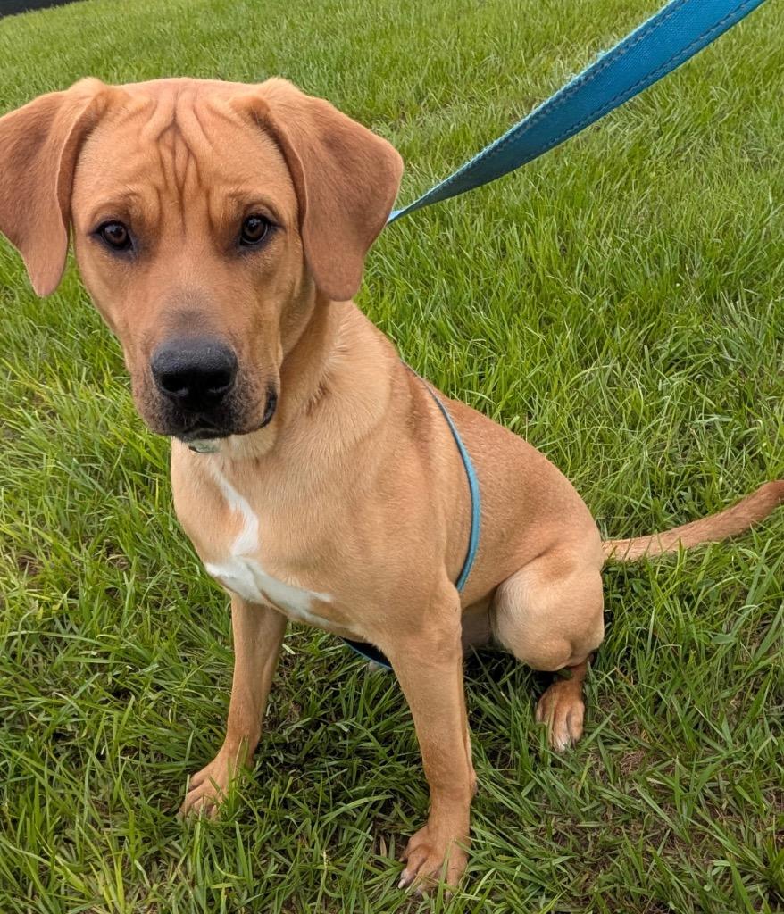 Enlarge Milo-1/2 Off Adoption Fee Special!, a Adoptable mixed breed in Fort Myers, FL image 3/6