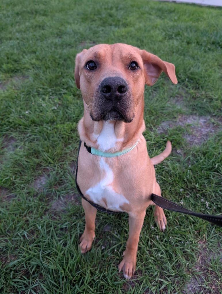 Enlarge Milo-1/2 Off Adoption Fee Special!, a Adoptable mixed breed in Fort Myers, FL image 4/6