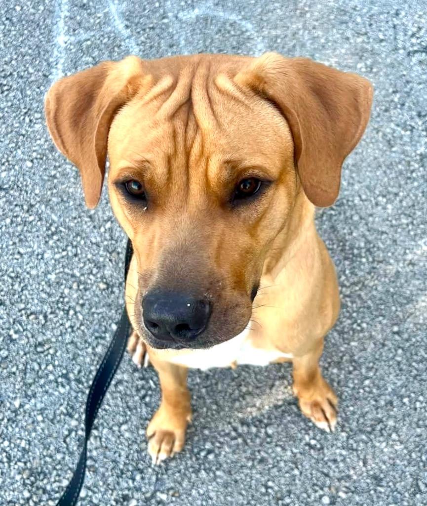 Enlarge Milo-1/2 Off Adoption Fee Special!, a Adoptable mixed breed in Fort Myers, FL image 6/6