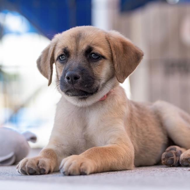 Lego Pup - Galaxy, Adoptable, Puppy Female Chihuahua & Terrier.