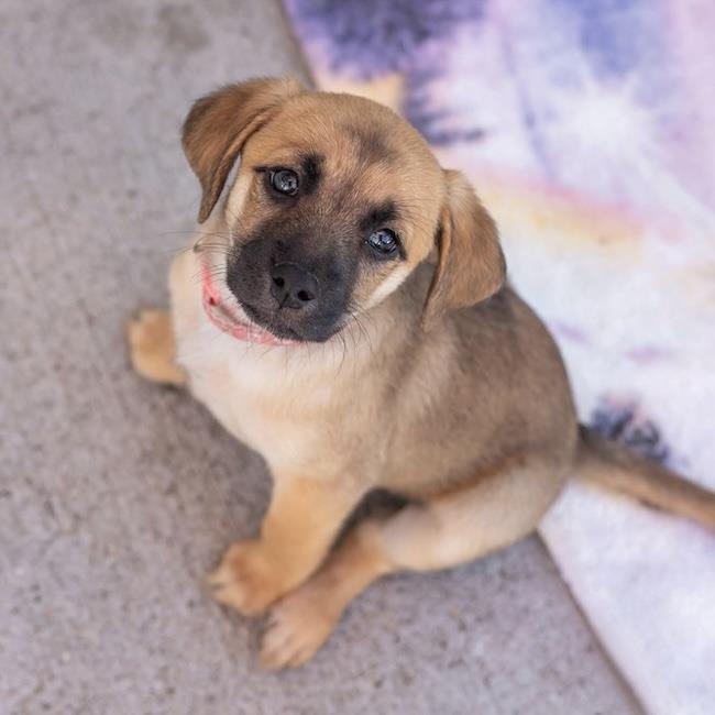 Enlarge Lego Pup - Galaxy, a Adoptable mixed breed in San Diego, CA image 2/3