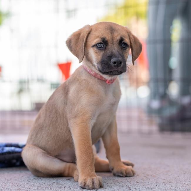 Enlarge Lego Pup - Galaxy, a Adoptable mixed breed in San Diego, CA image 3/3