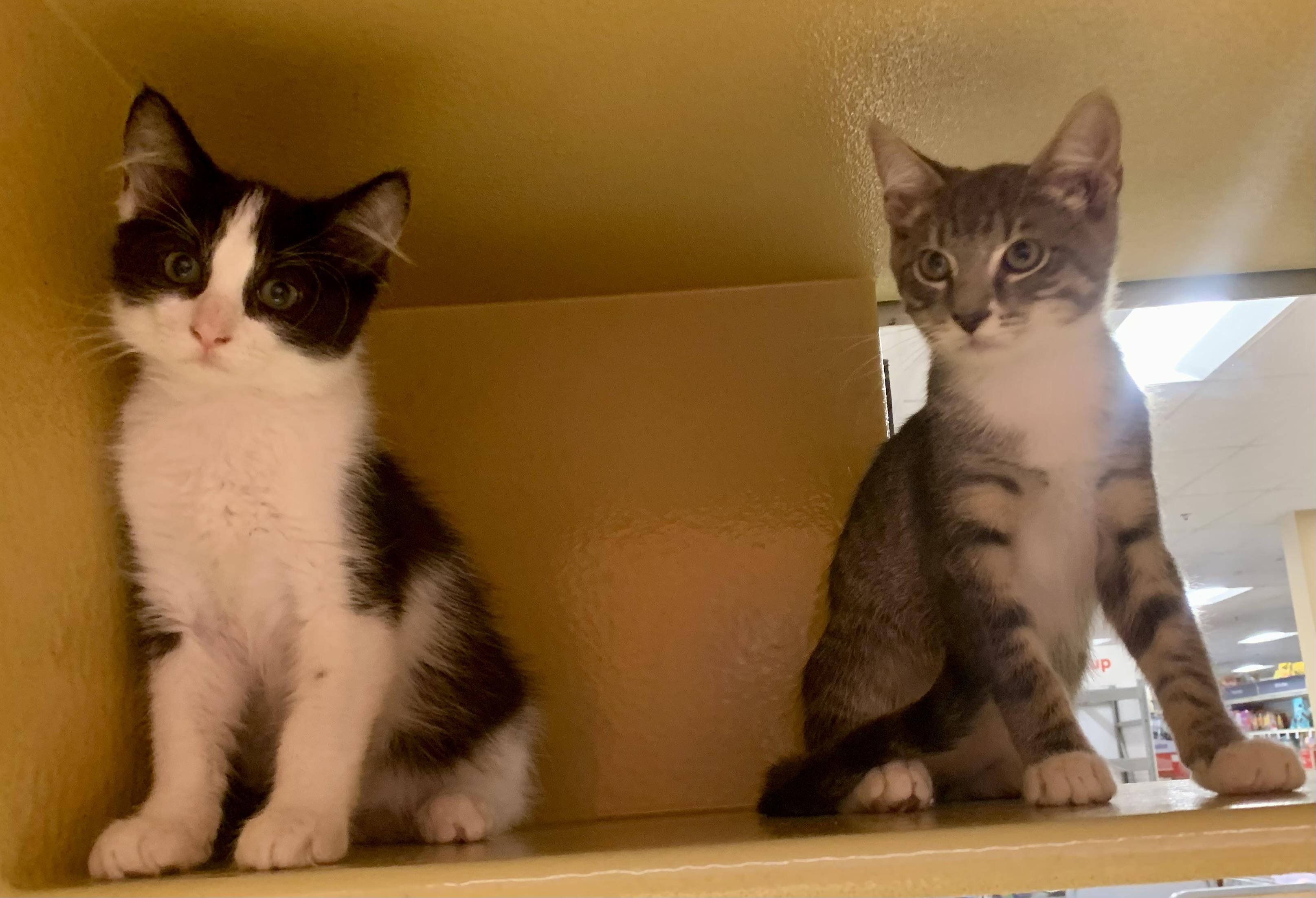 Benny & Jerry - BONDED PAIR