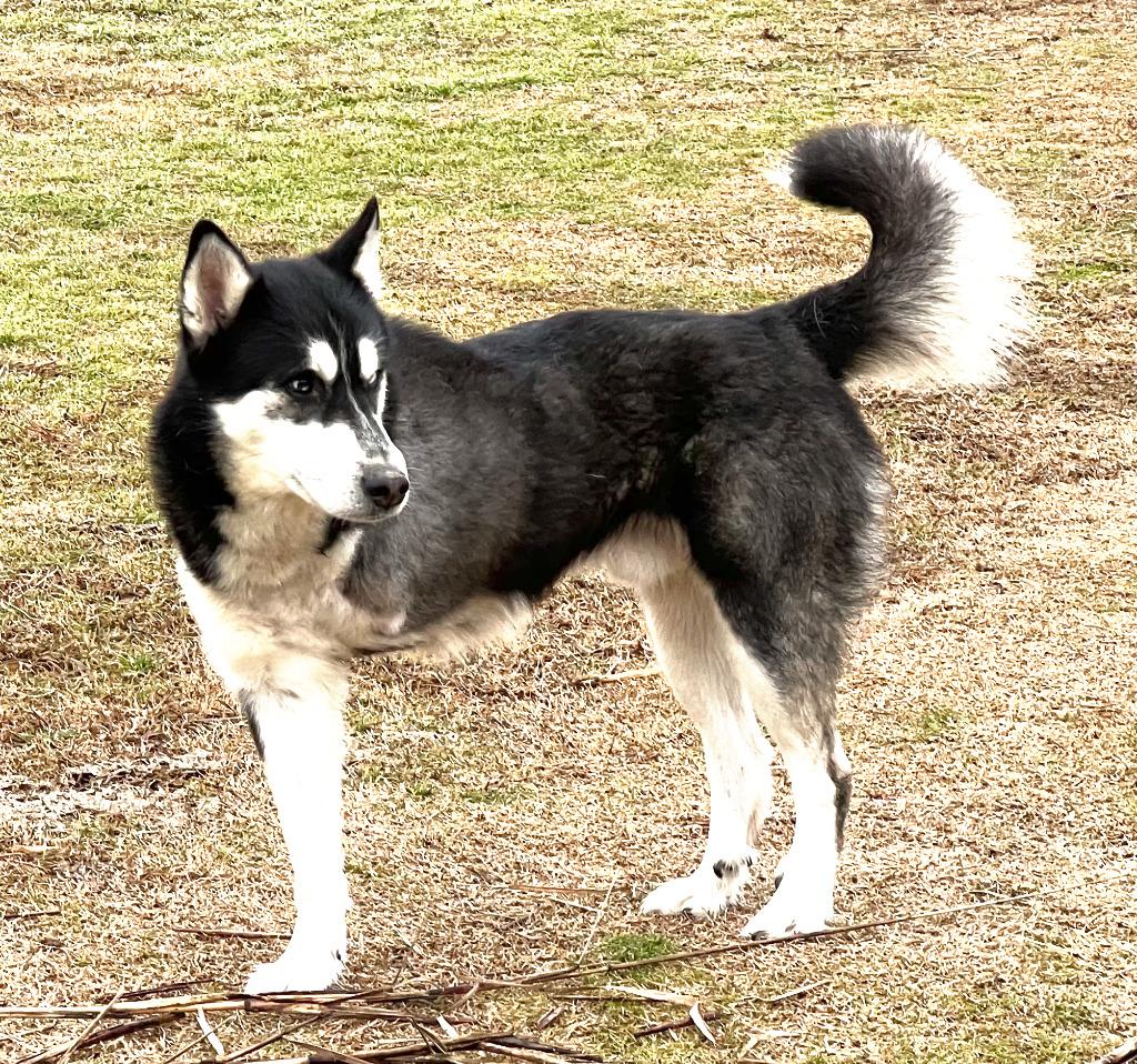 Amos, Adoptable, Adult Male Husky.