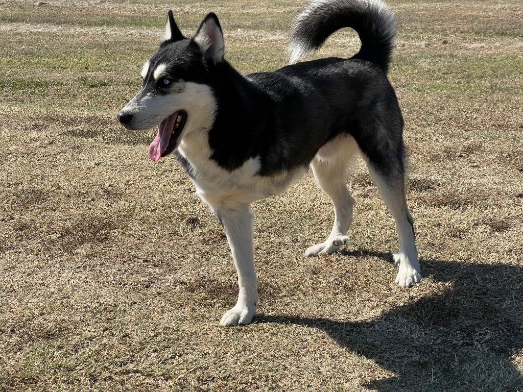 Amos, a Adoptable Husky in Farmersville, TX image 2/4