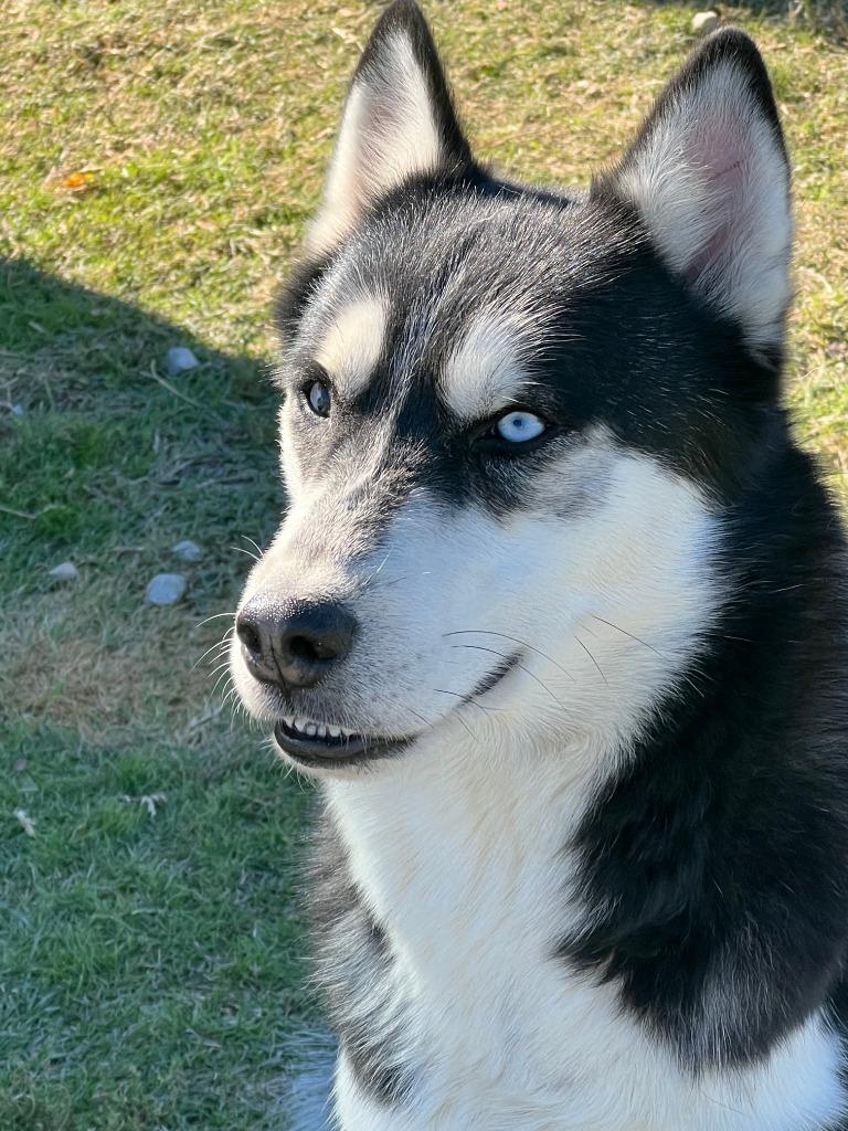 Amos, a Adoptable Husky in Farmersville, TX image 3/4