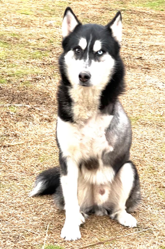 Amos, a Adoptable Husky in Farmersville, TX image 4/4