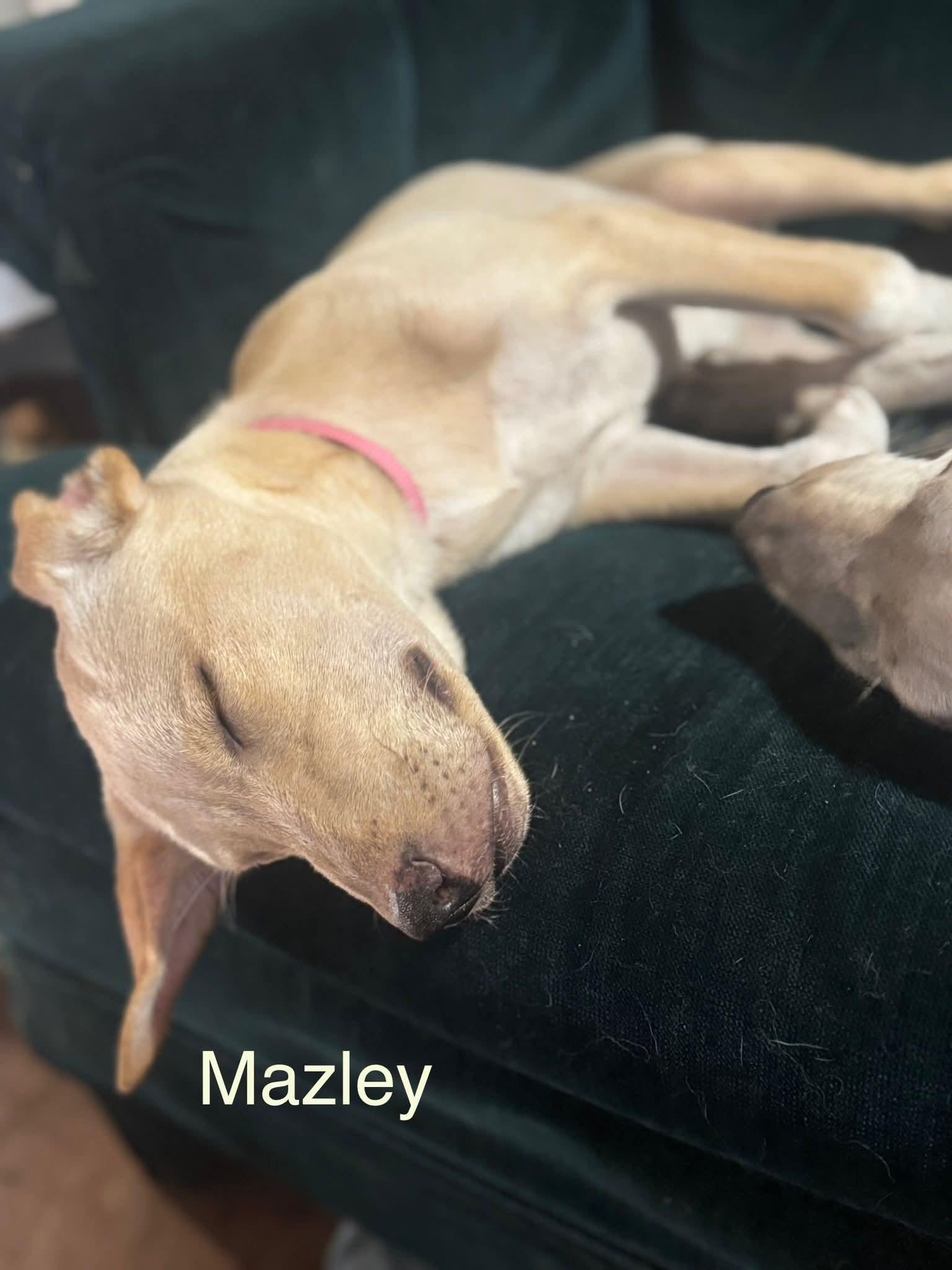 P Mazley thumbnail 2