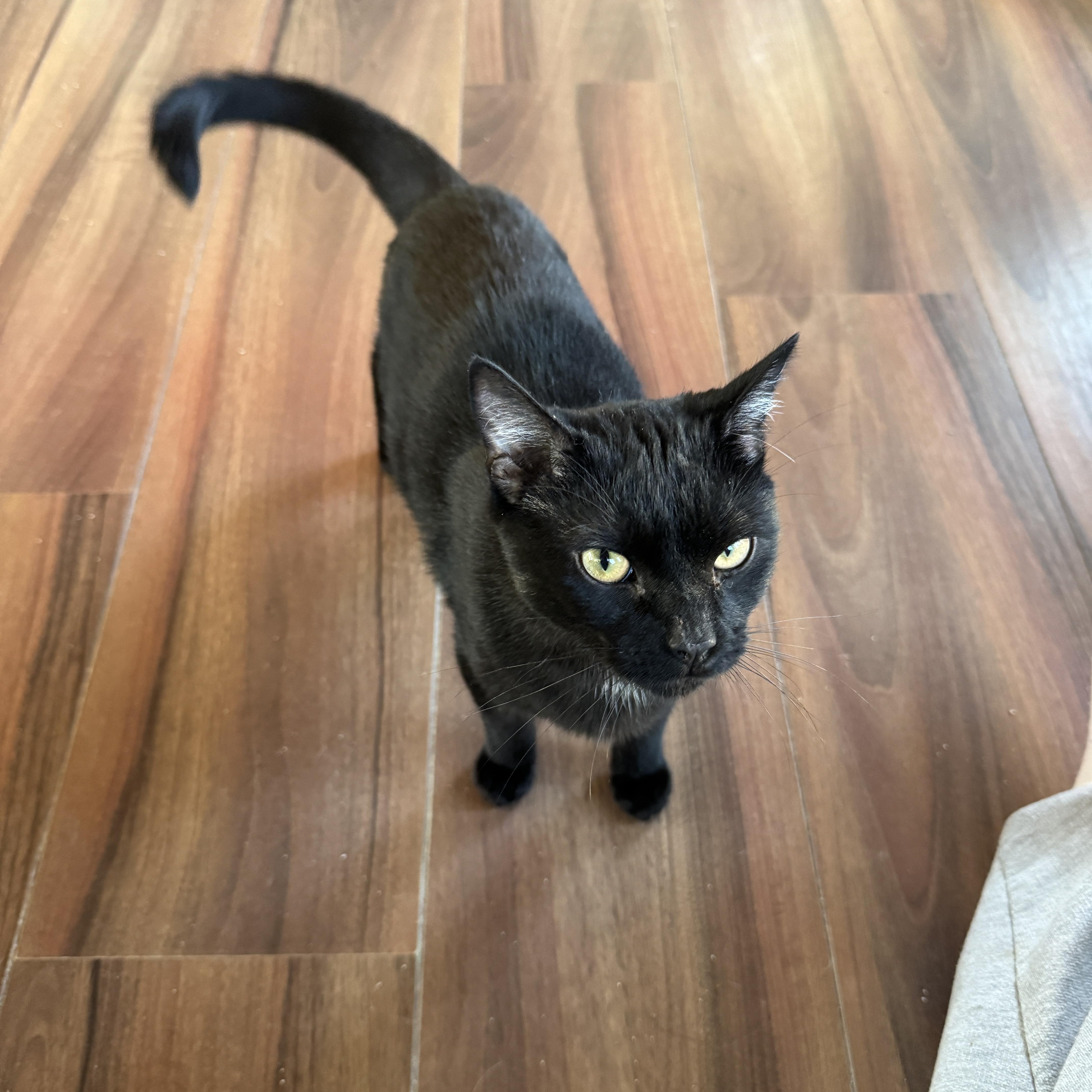 Enlarge Frankie, a Adoptable Domestic Short Hair in Elverson, PA image 2/4