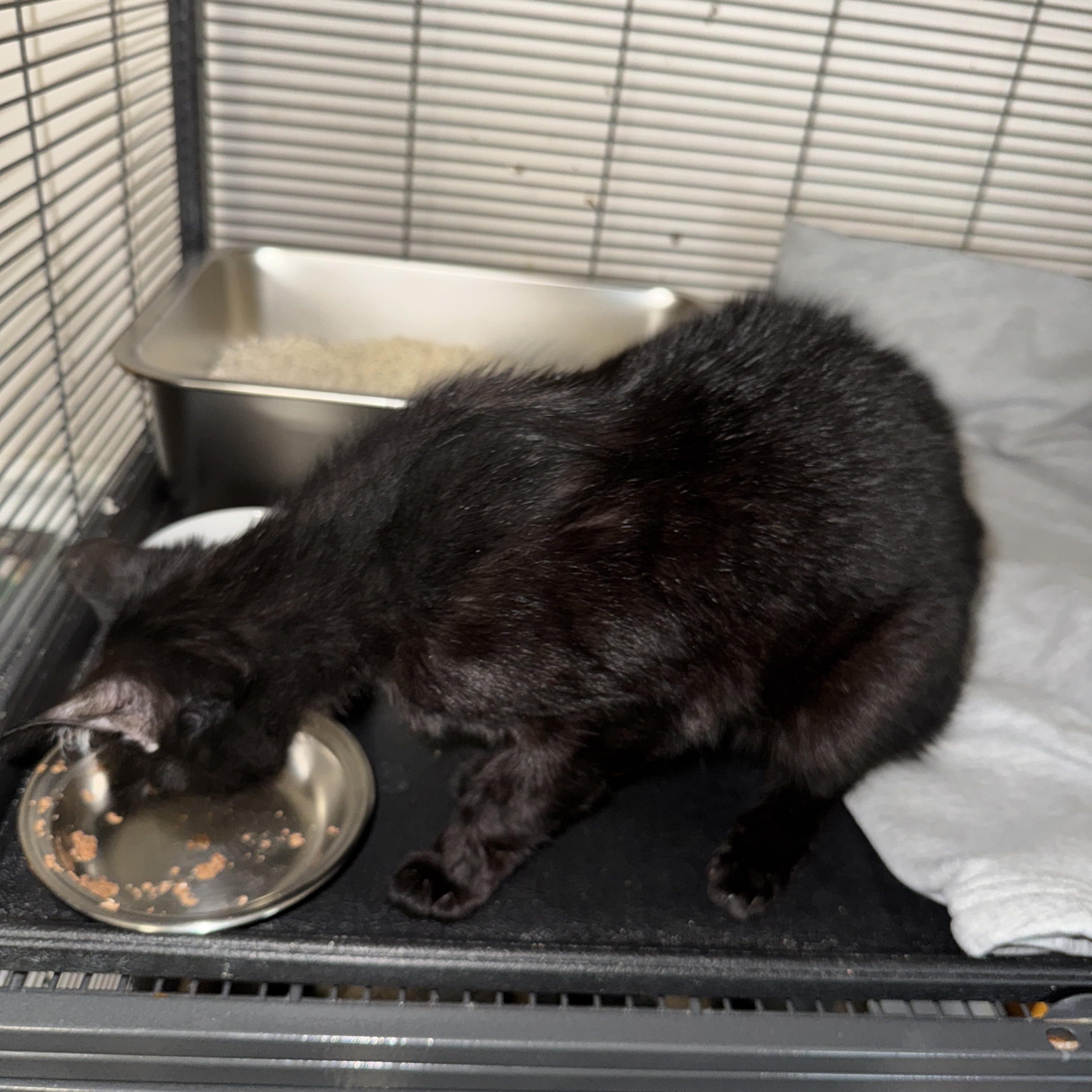 Enlarge Frankie, a Adoptable Domestic Short Hair in Elverson, PA image 4/4