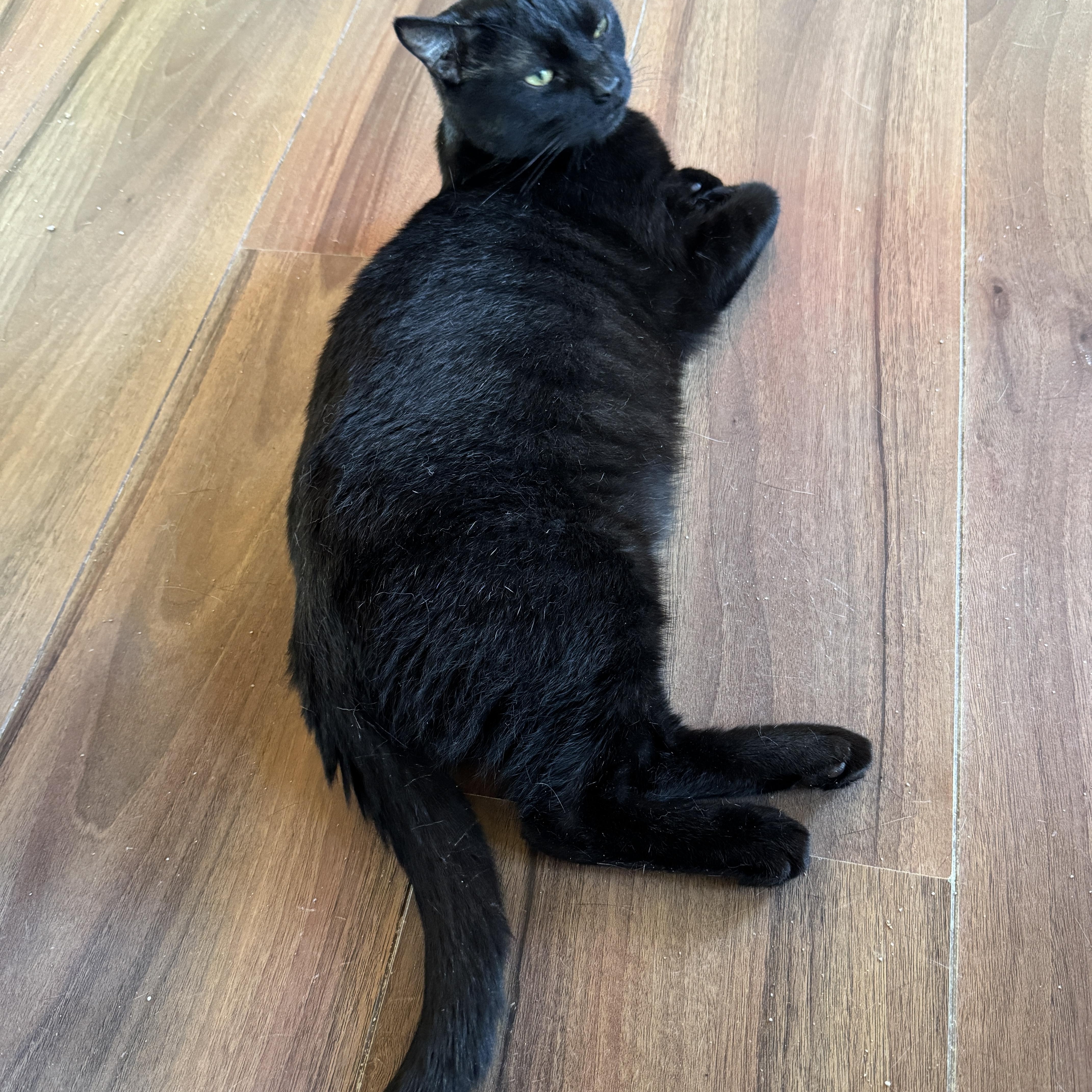 Enlarge Frankie, a Adoptable Domestic Short Hair in Elverson, PA image 3/4