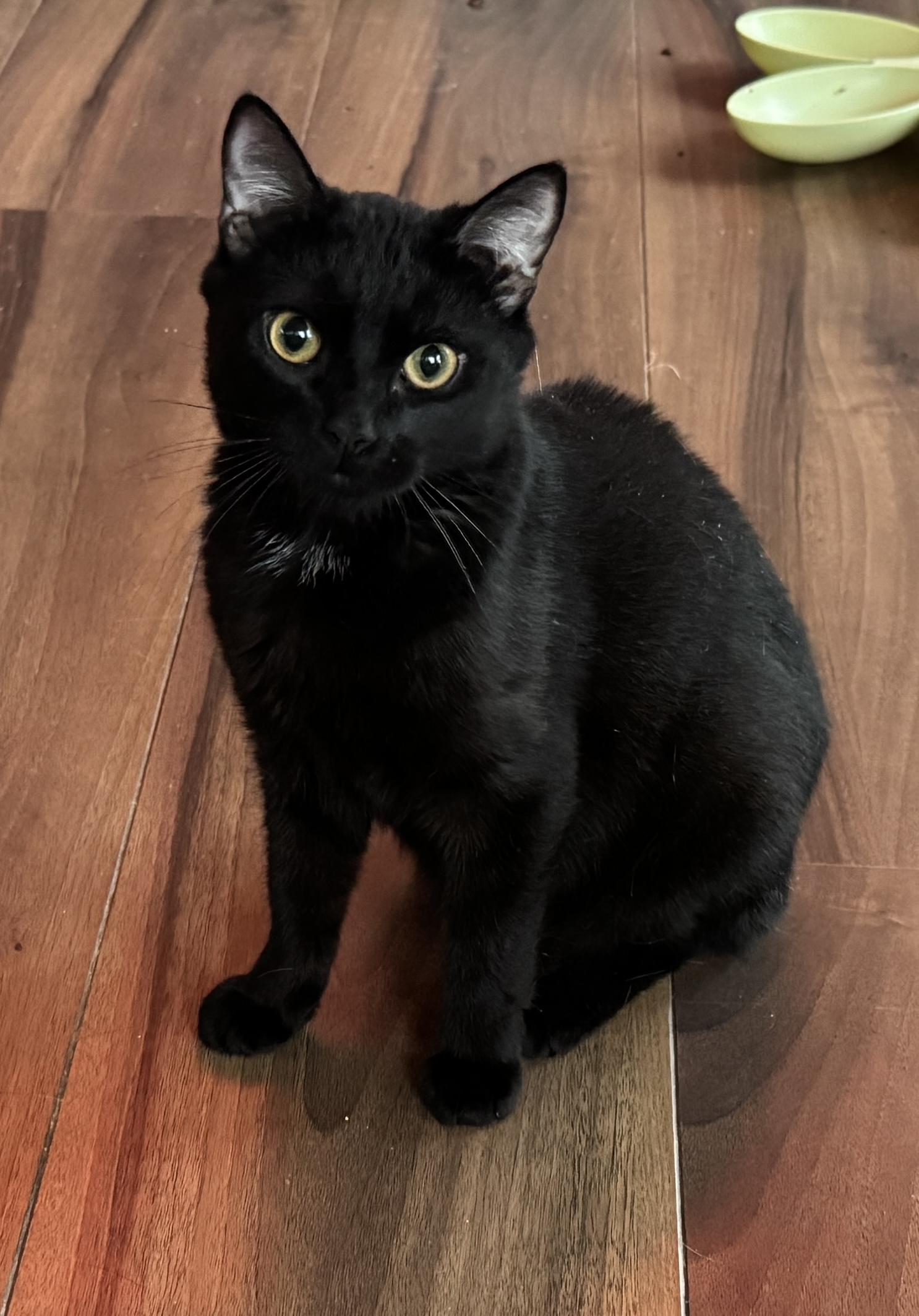 Frankie, Adoptable, Adult Male Domestic Short Hair.